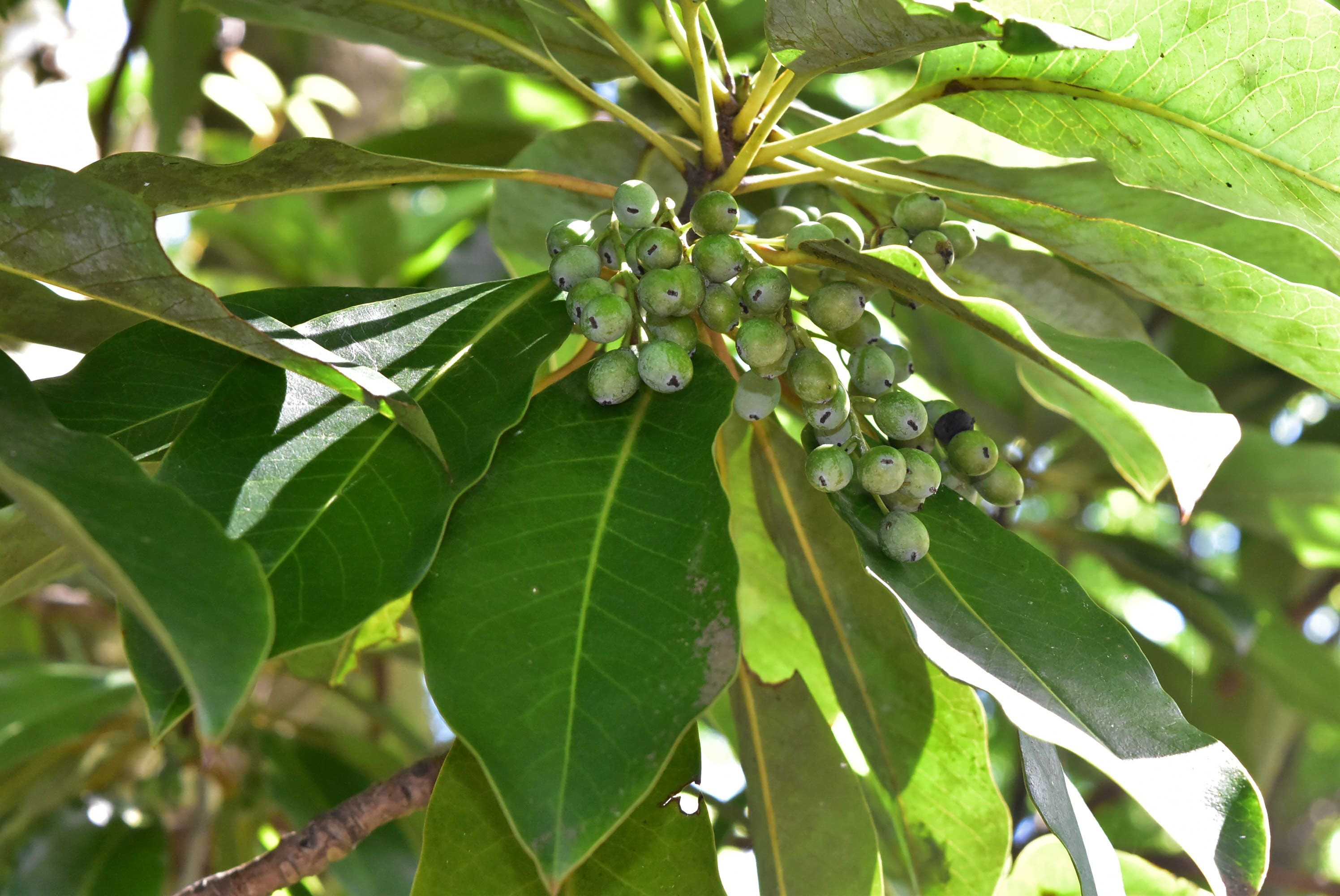ユズリハ 譲り葉 庭木図鑑 植木ペディア ユズリハ 譲り葉 庭木図鑑 植木ペディア