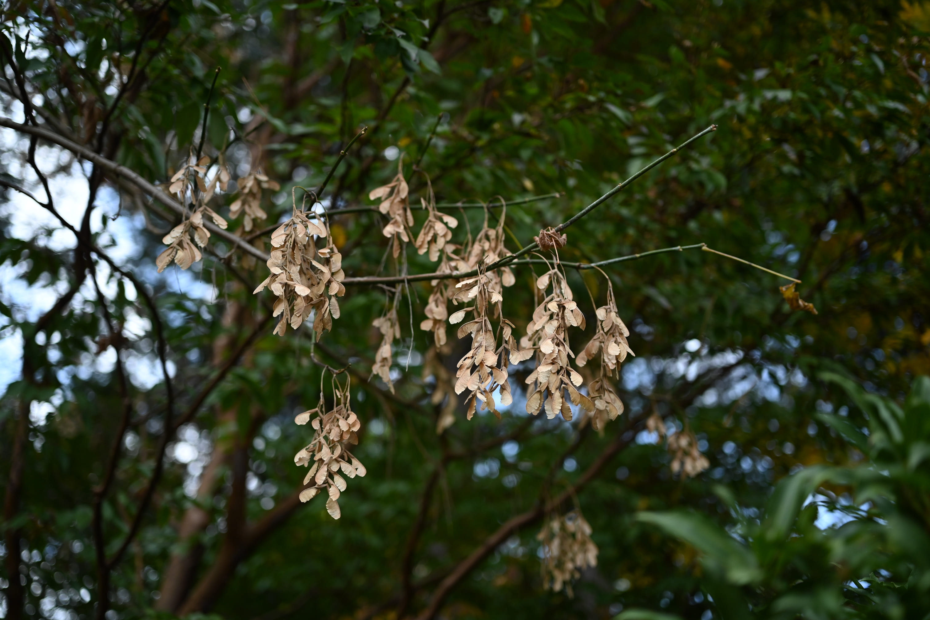 ネグンドカエデ - 庭木図鑑 植木ペディア