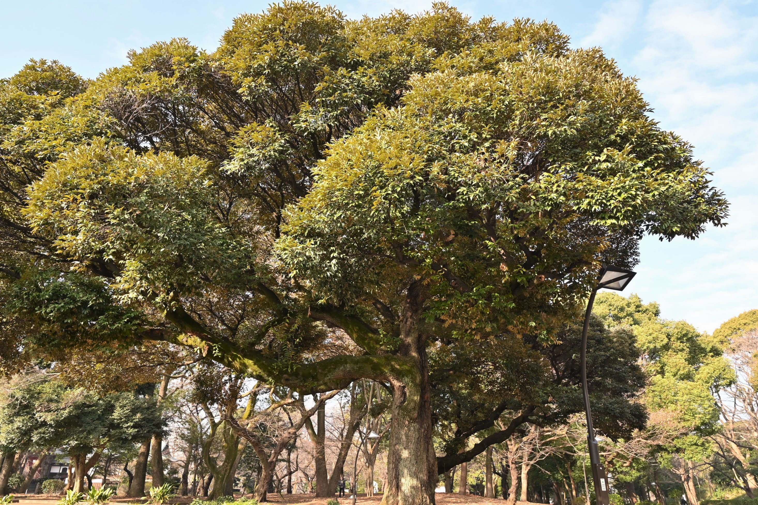 スダジイ 庭木図鑑 植木ペディア