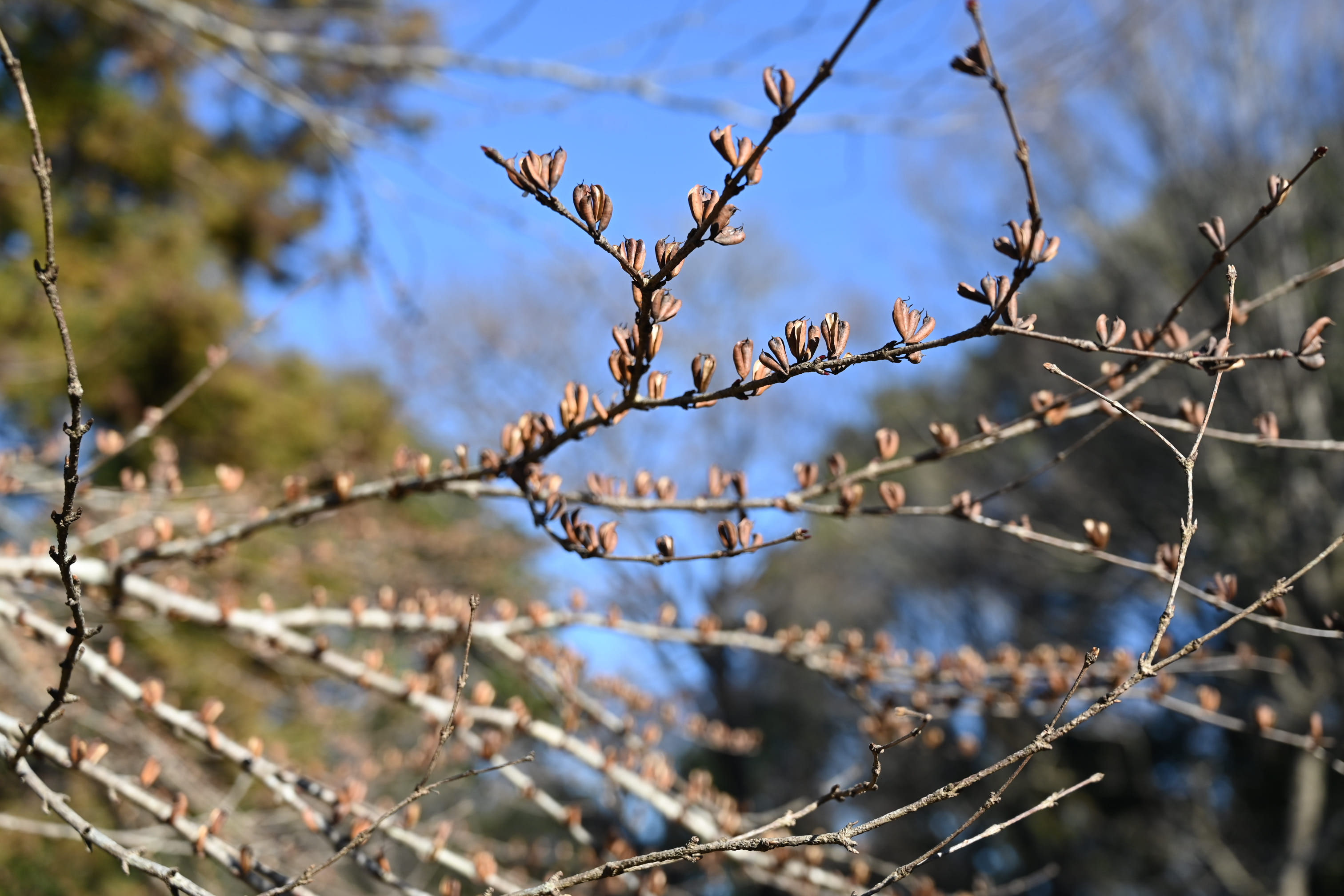 カツラ 桂 庭木図鑑 植木ペディア