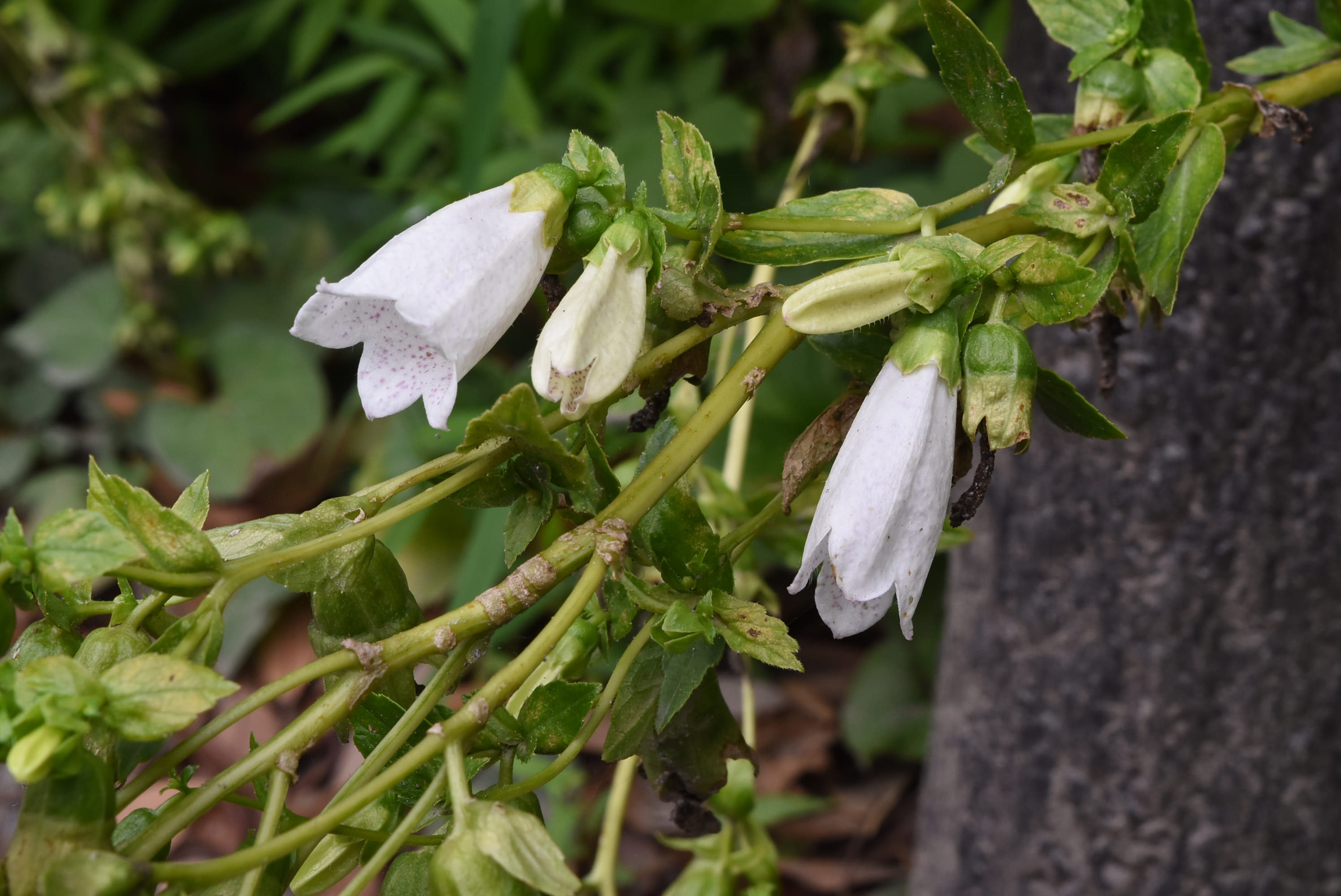 ホタルブクロ ほたるぶくろ 蛍袋 庭木図鑑 植木ペディア