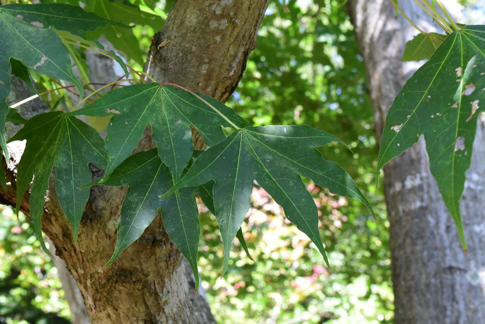 エンコウカエデ 庭木図鑑 植木ペディア エンコウカエデ 庭木図鑑 植木ペディア