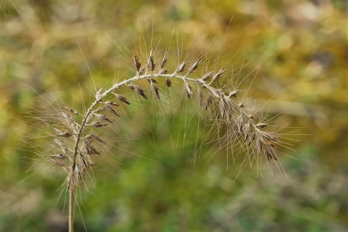 チカラシバ／ちからしば／力芝 - 庭木図鑑 植木ペディア