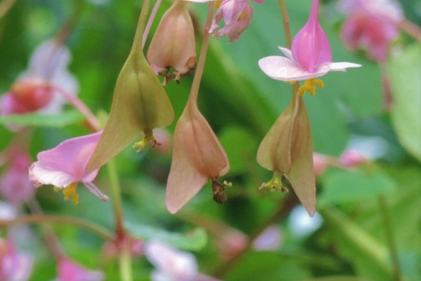 シュウカイドウ しゅうかいどう 秋海棠 庭木図鑑 植木ペディア