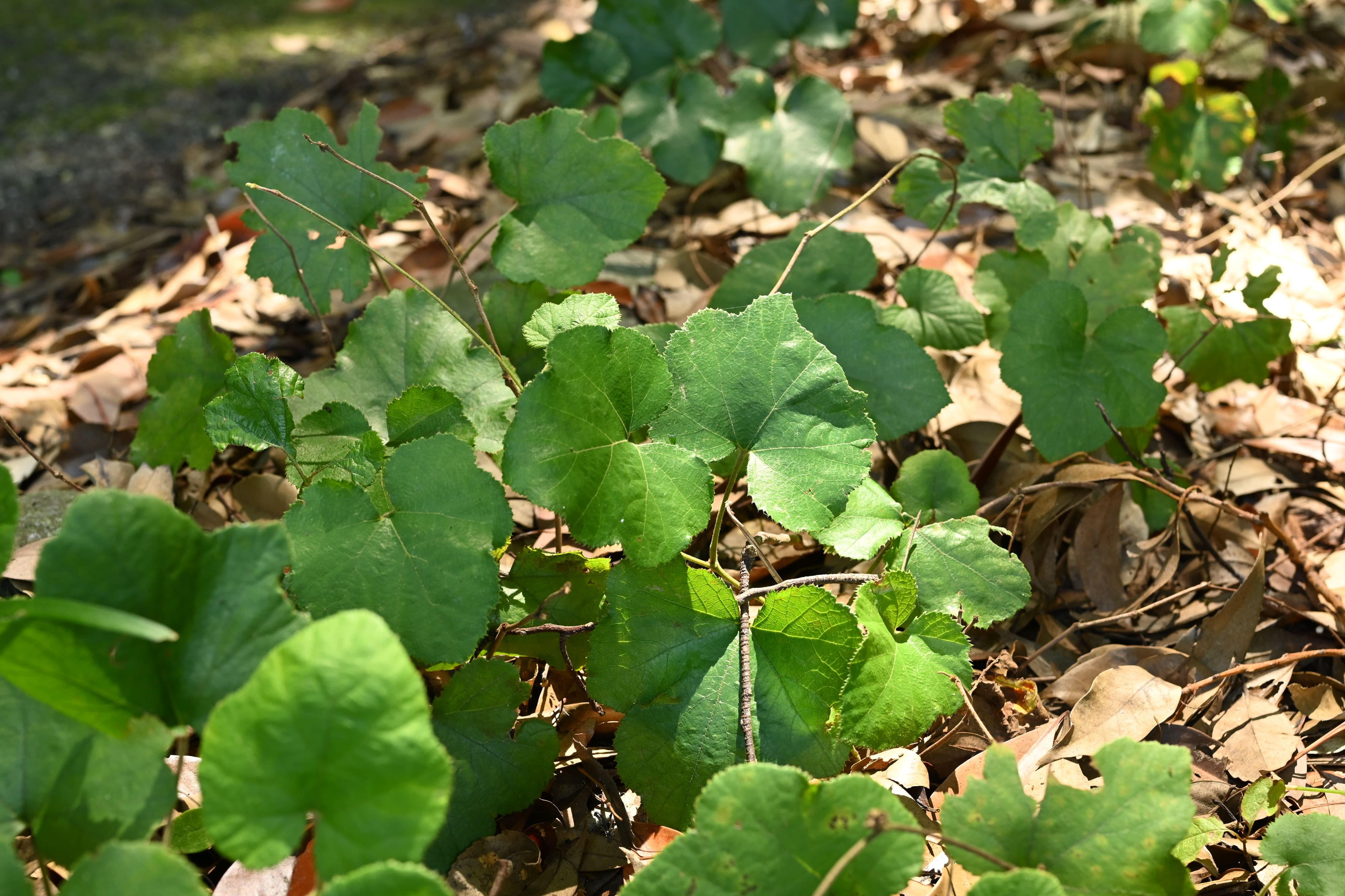 フユイチゴ ふゆいちご 冬苺 庭木図鑑 植木ペディア