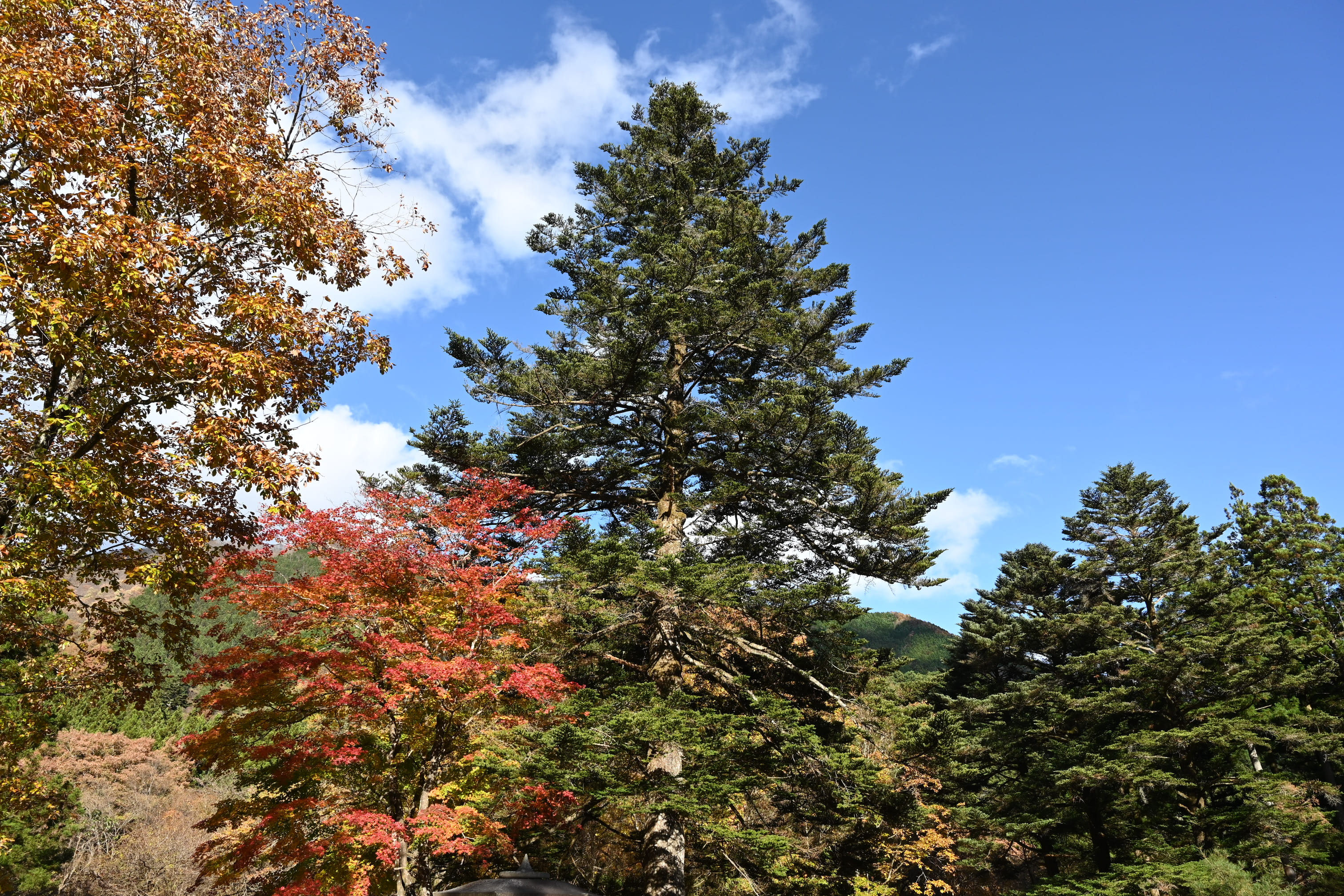 モミノキ(樅) - 庭木図鑑 植木ペディア モミノキ(樅) - 庭木図鑑 植木ペディア