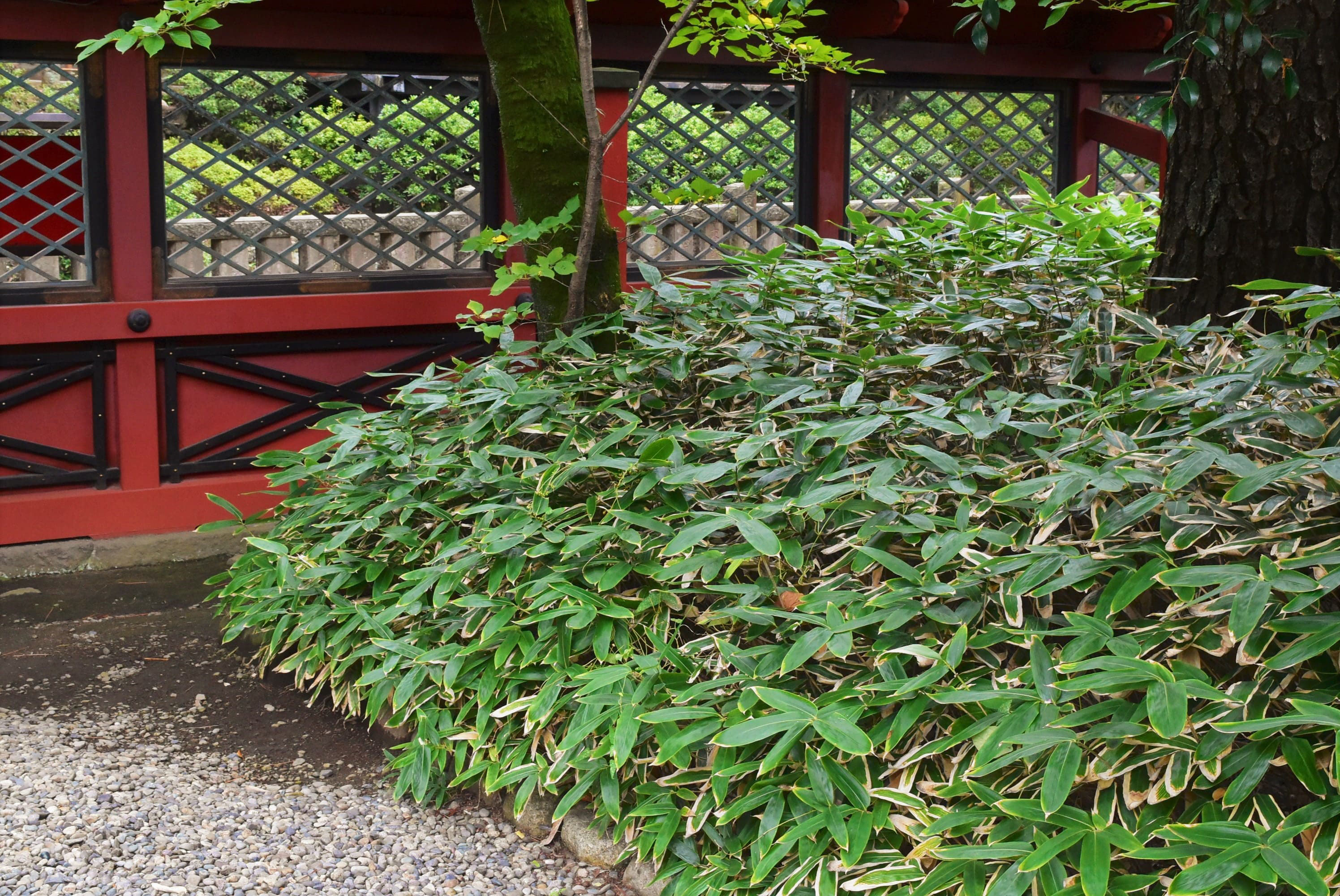 クマザサ 庭木図鑑 植木ペディア クマザサ 庭木図鑑 植木ペディア