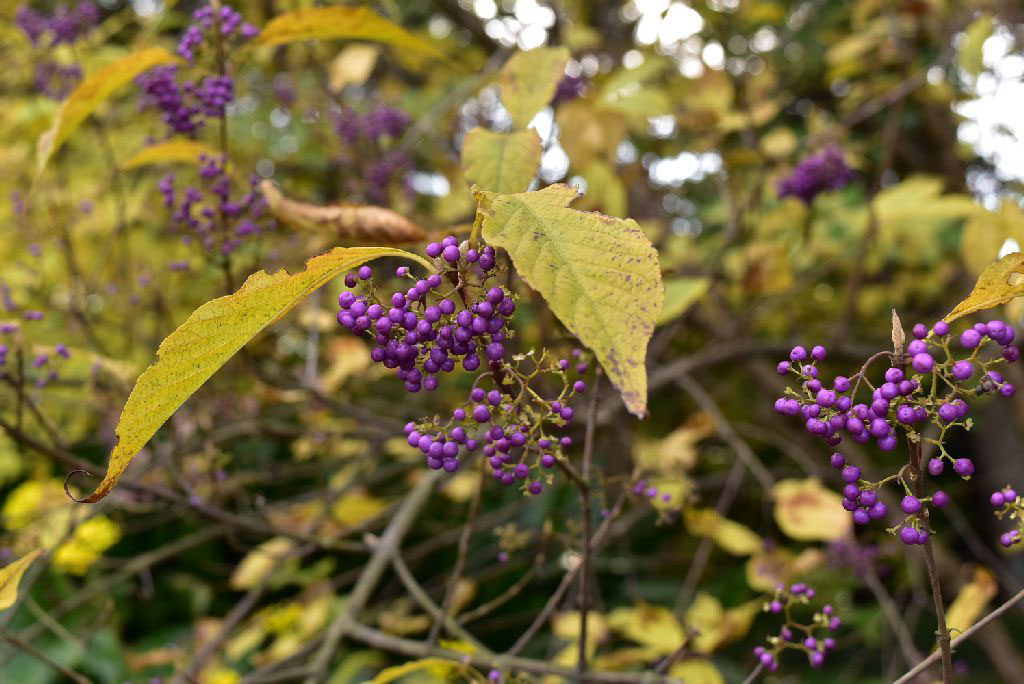 ムラサキシキブ 紫式部 庭木図鑑 植木ペディア