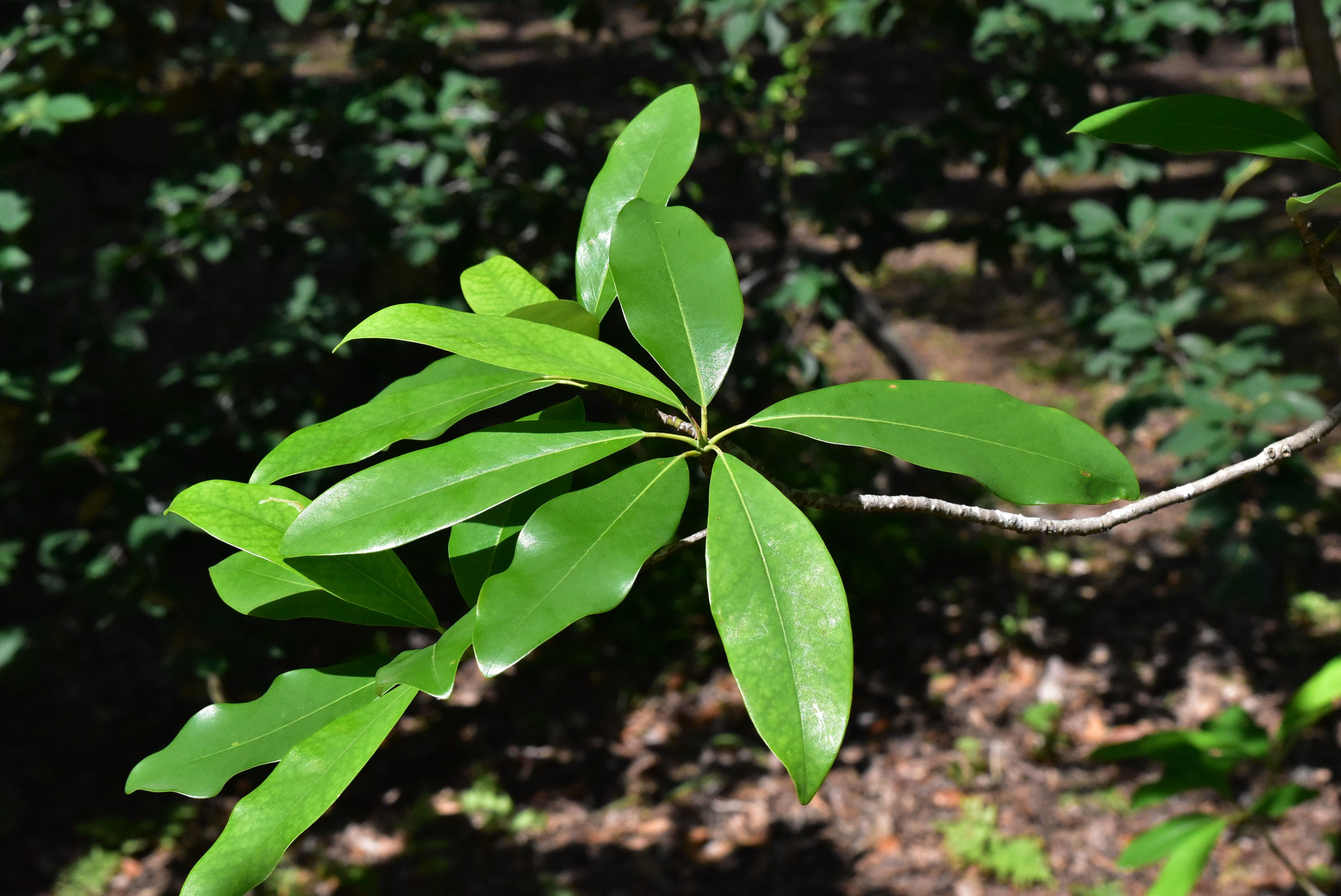 ヒメタイサンボク 庭木図鑑 植木ペディア