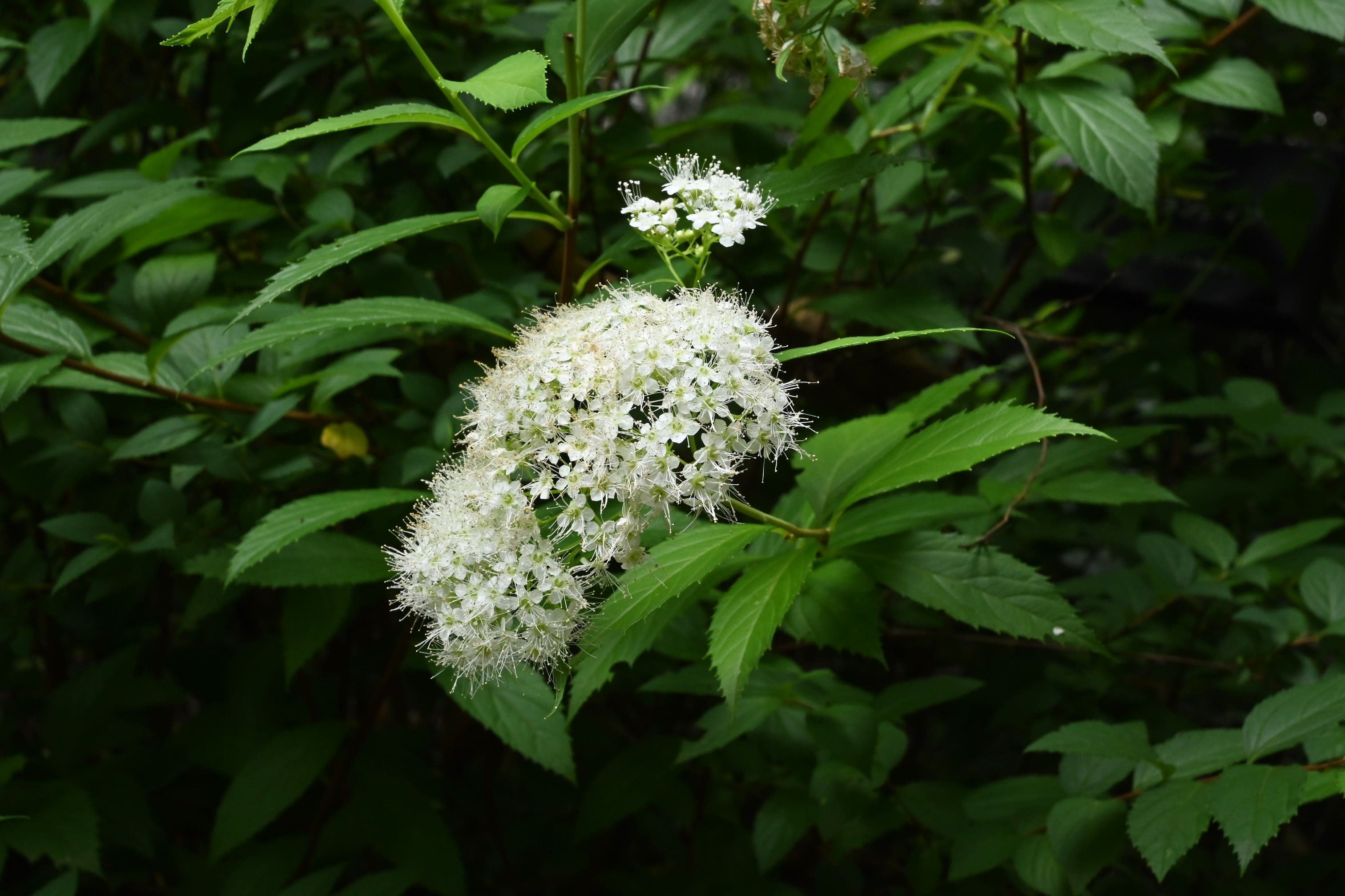 シモツケ 下野 庭木図鑑 植木ペディア