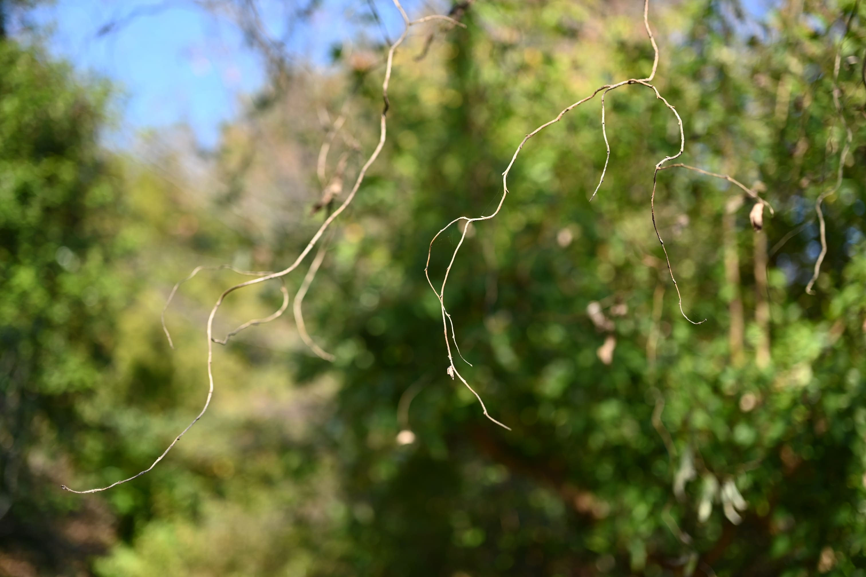 ウンリュウヤナギ - 庭木図鑑 植木ペディア