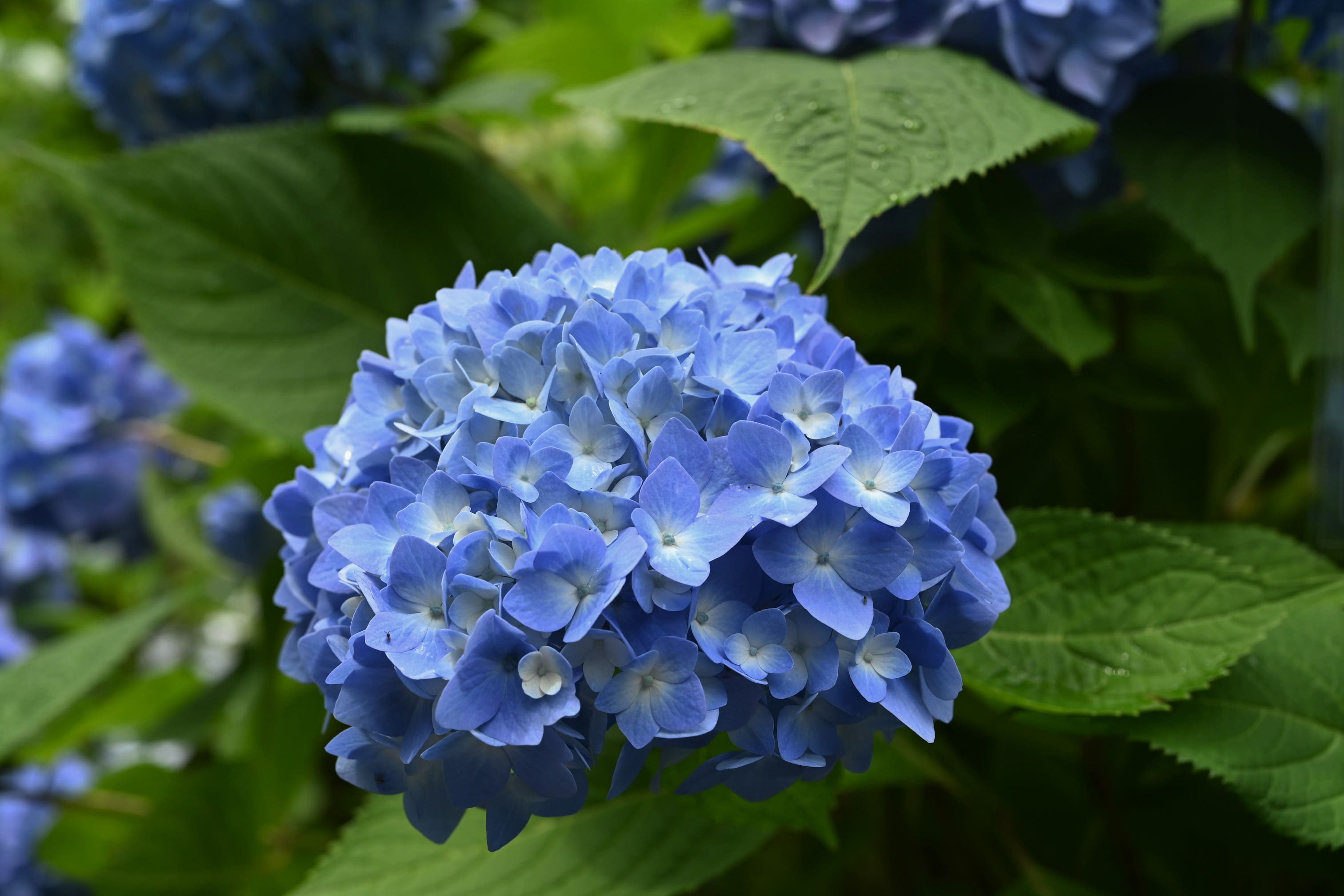 アジサイ 紫陽花 庭木図鑑 植木ペディア アジサイ 紫陽花 庭木図鑑 植木ペディア