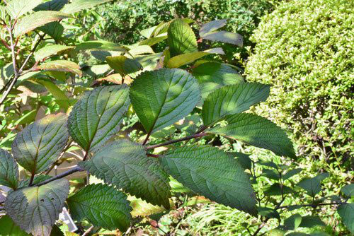 オオデマリ 大手毬 庭木図鑑 植木ペディア