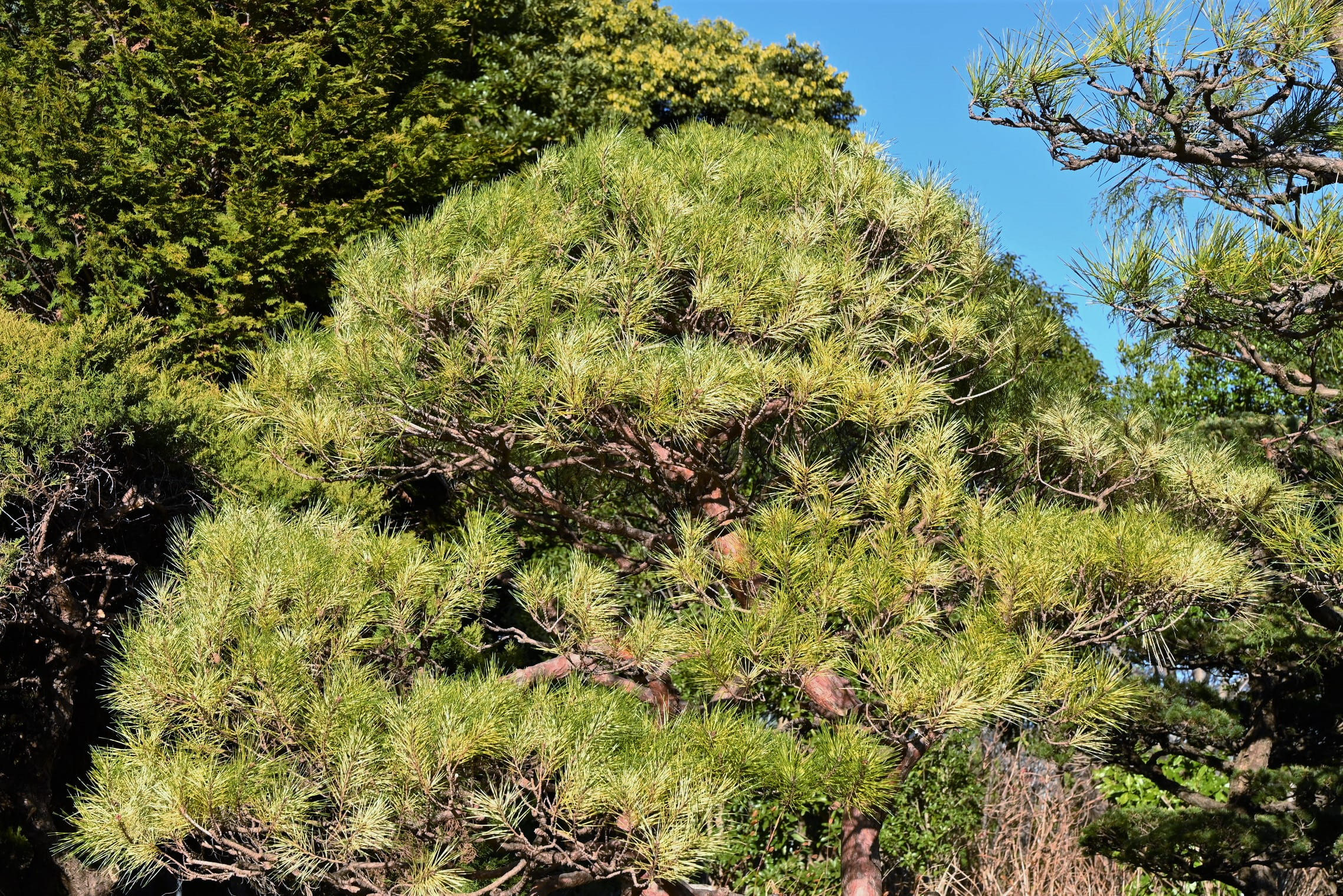 庭木図鑑 植木ペディア