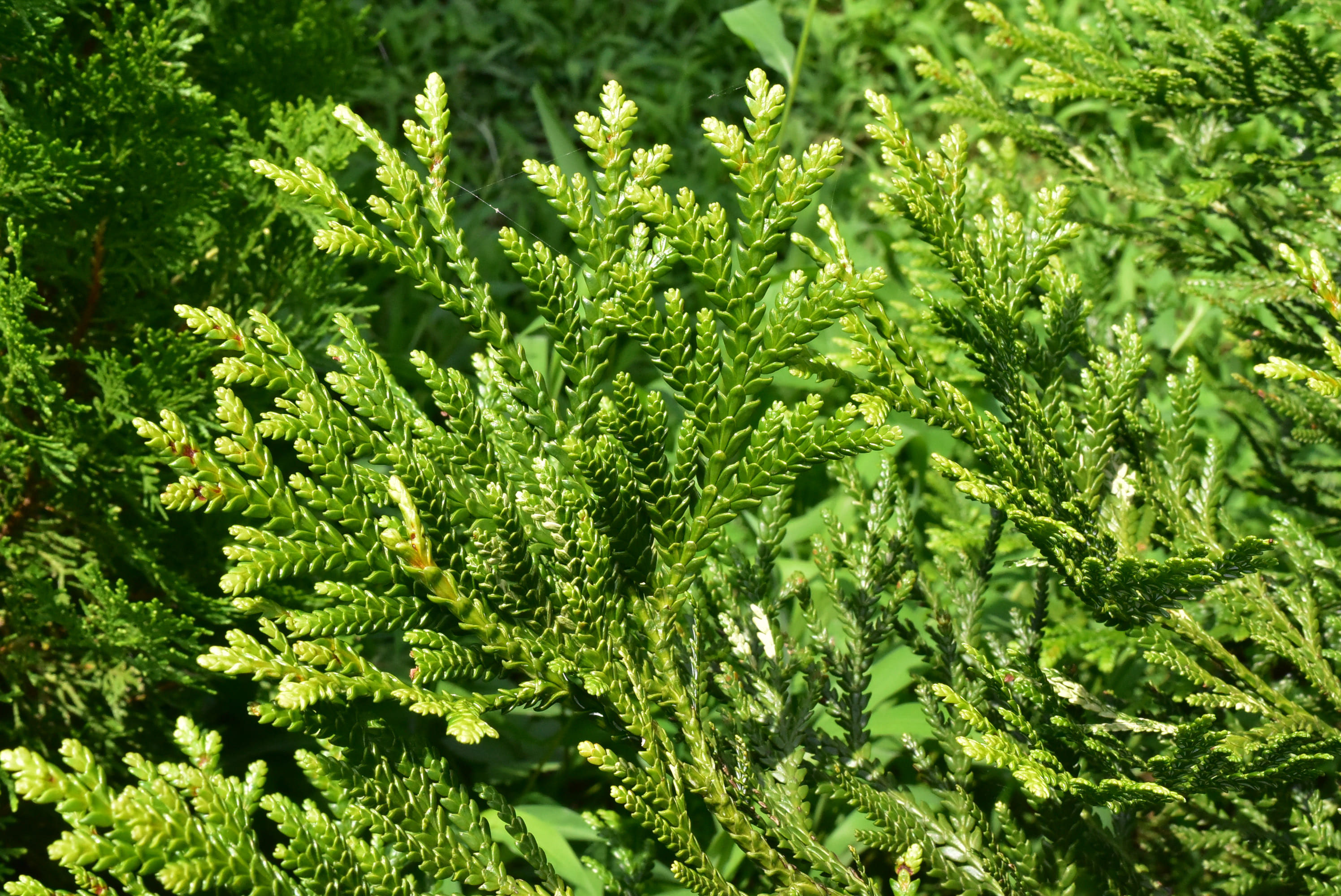 アスナロ（翌檜） - 庭木図鑑 植木ペディア