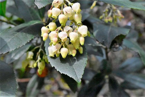 イチゴノキ（苺の木） - 庭木図鑑 植木ペディア