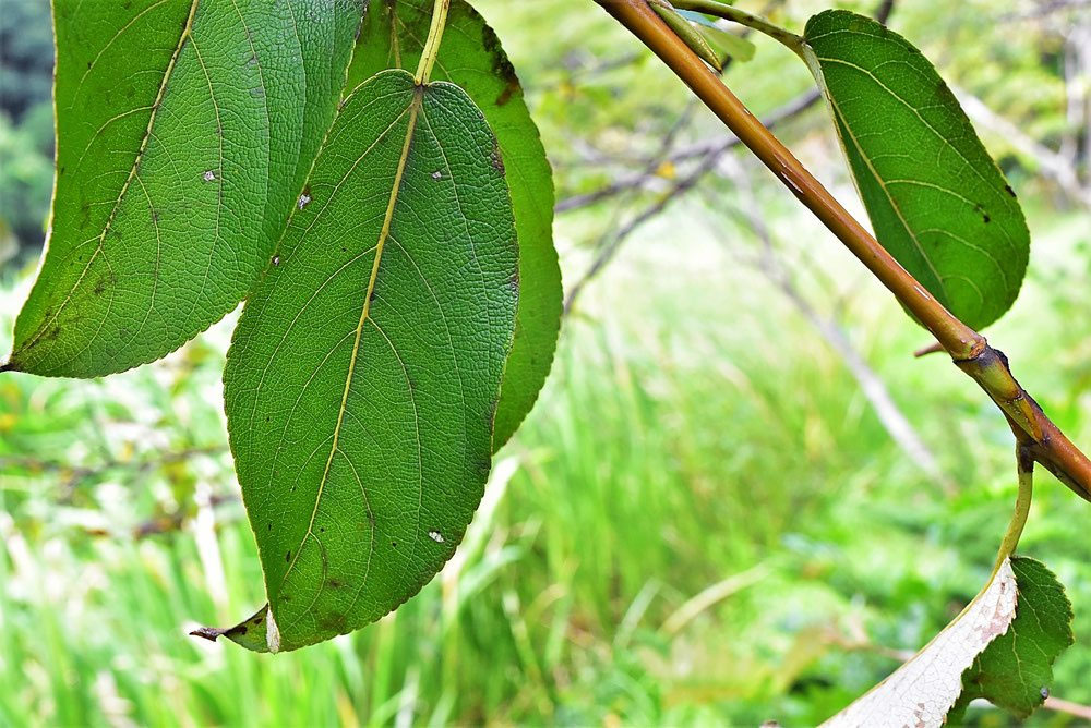 ドロノキ（泥の木） 庭木図鑑 植木ペディア