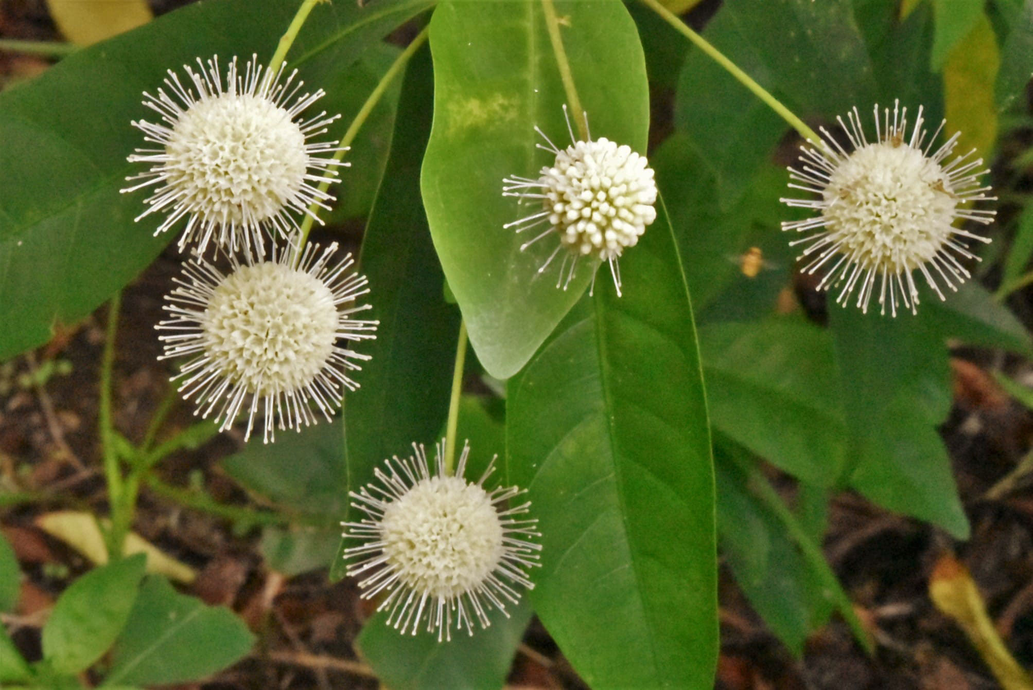 タニワタリノキ たにわたりのき 谷渡りの木 庭木図鑑 植木ペディア