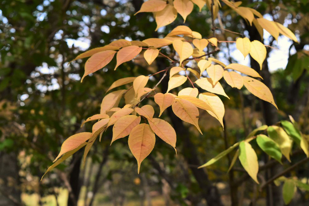 ウツギ 空木 庭木図鑑 植木ペディア