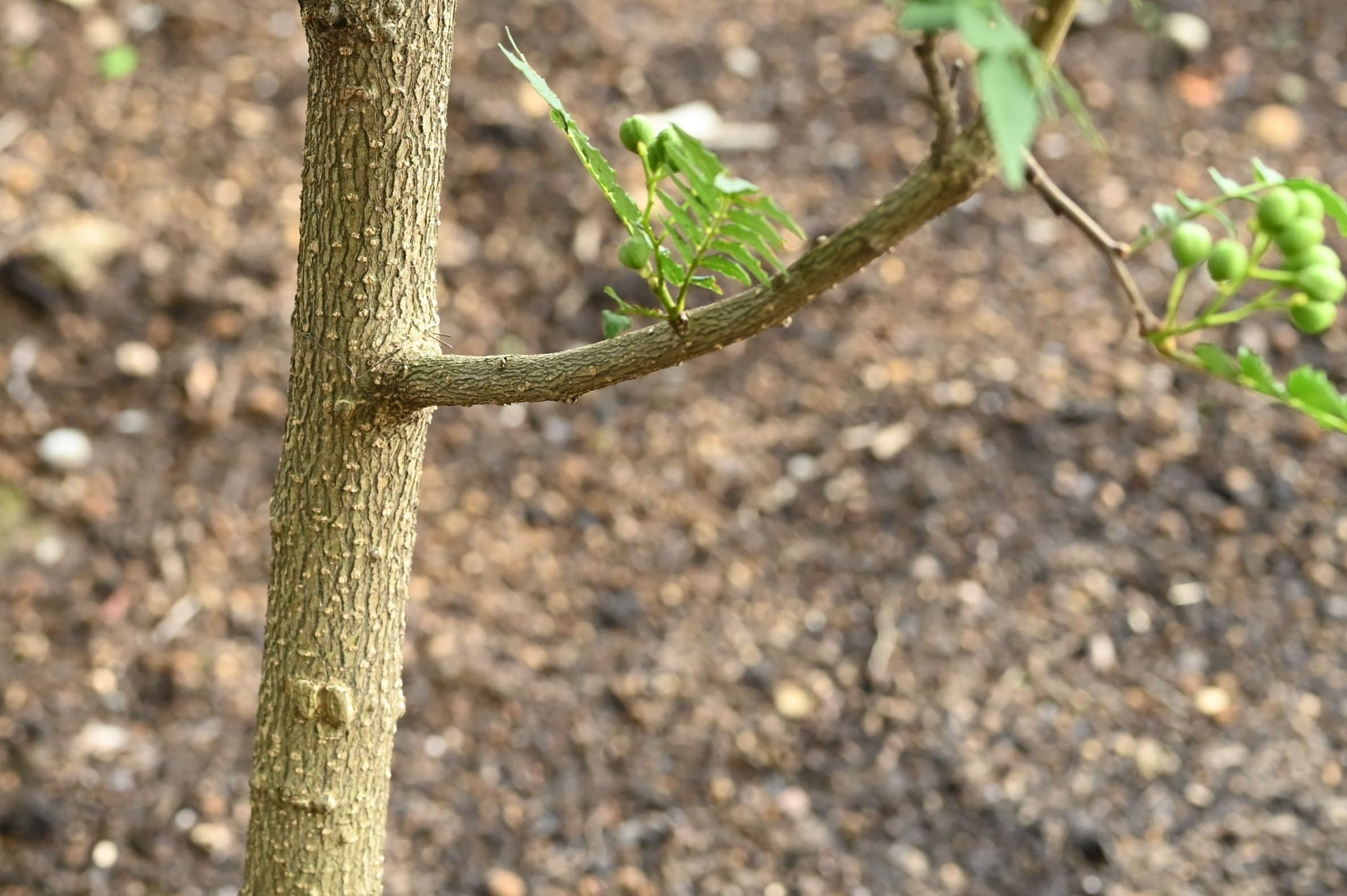 サンショウ（山椒） - 庭木図鑑 植木ペディア
