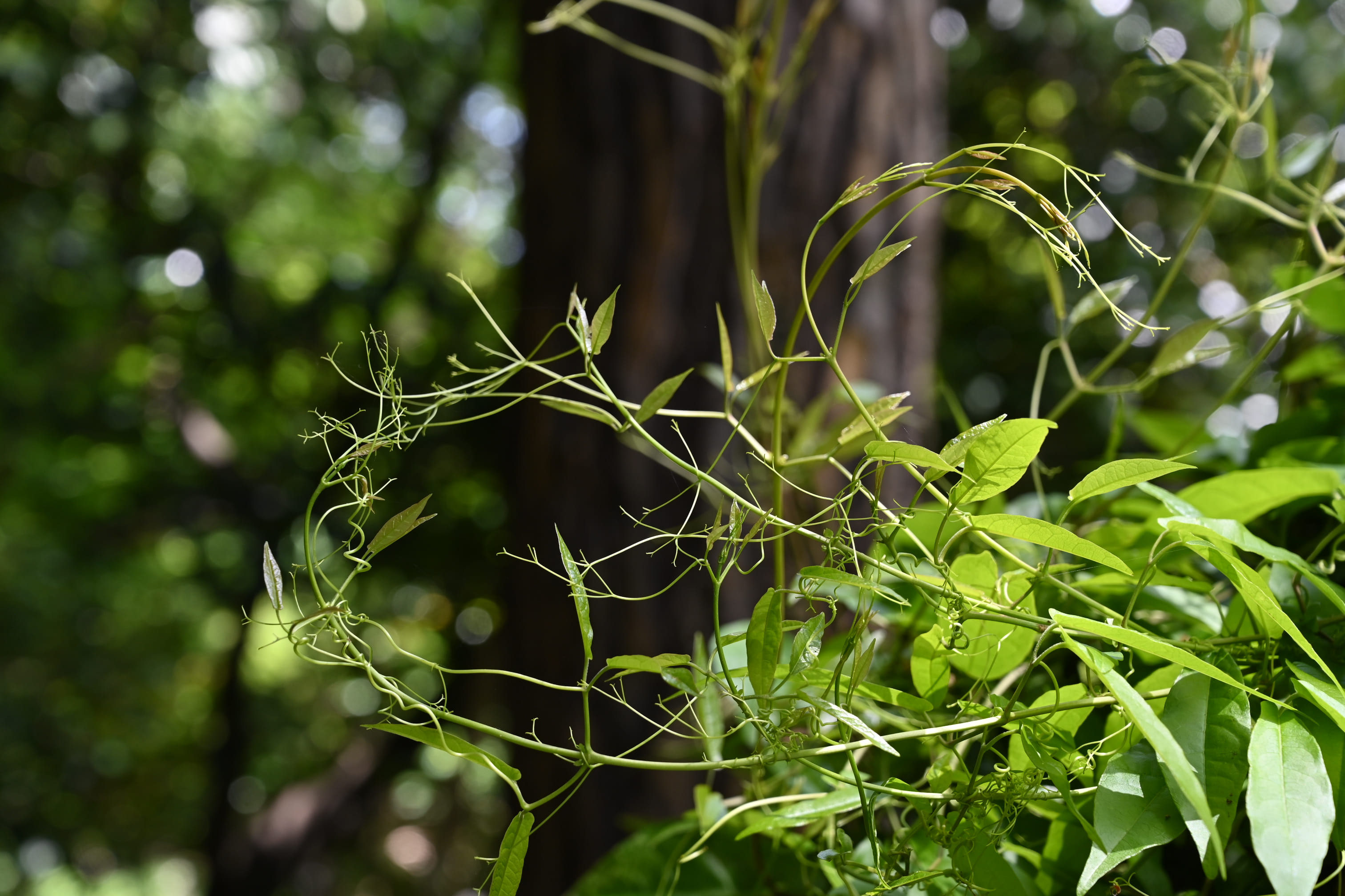 ツリガネカズラ つりがねかずら 釣鐘葛 庭木図鑑 植木ペディア ツリガネカズラ つりがねかずら 釣鐘葛 庭木図鑑 植木ペディア