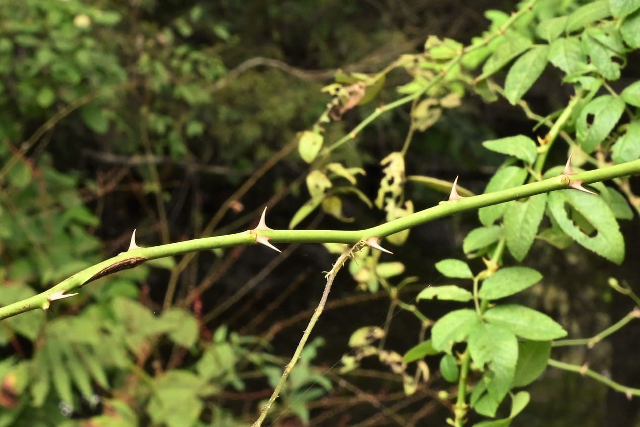 ノイバラ 庭木図鑑 植木ペディア ノイバラ 庭木図鑑 植木ペディア