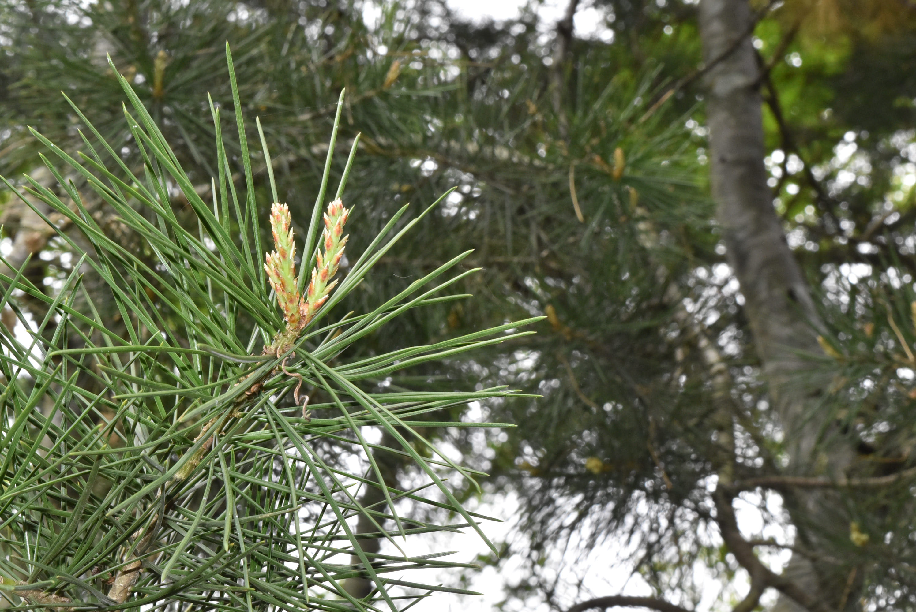 白松 ハクショウ 【公式通販】