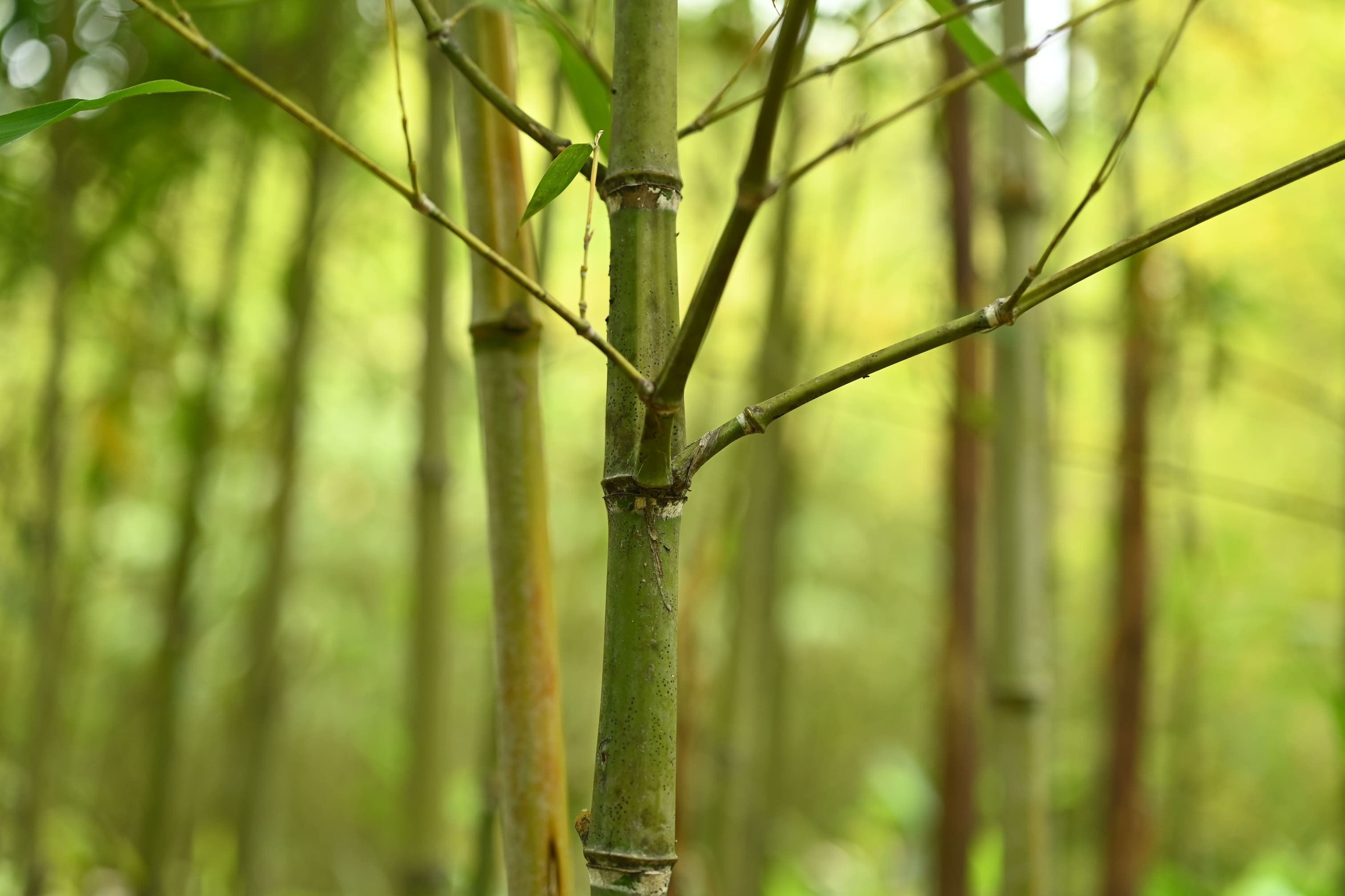 金明布袋竹　キンメイホテイチク キンメイホテイチク (Phyllostachys aurea f. koi)