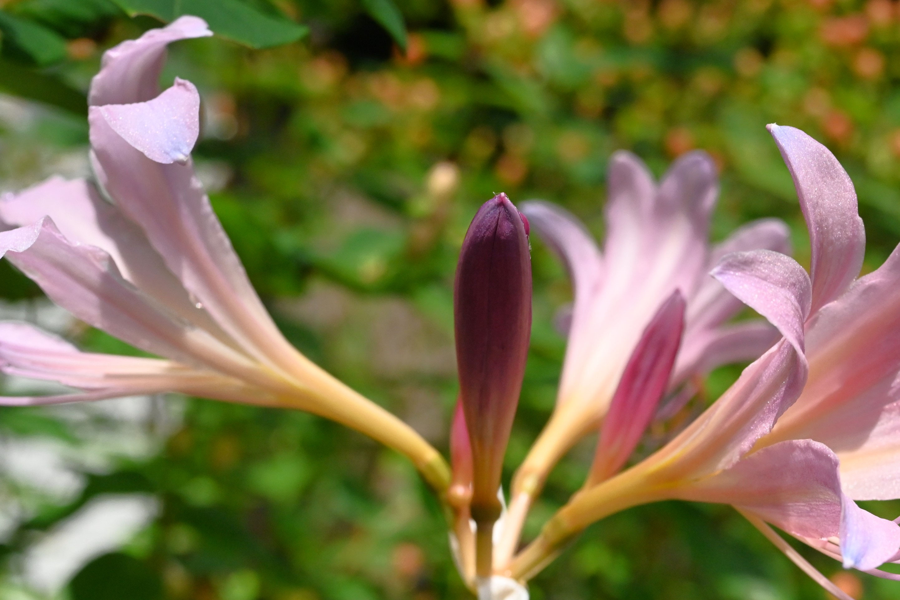 夏水仙 リコリス：スクアミゲラ/ナツズイセン（夏水仙）【夏植え球根