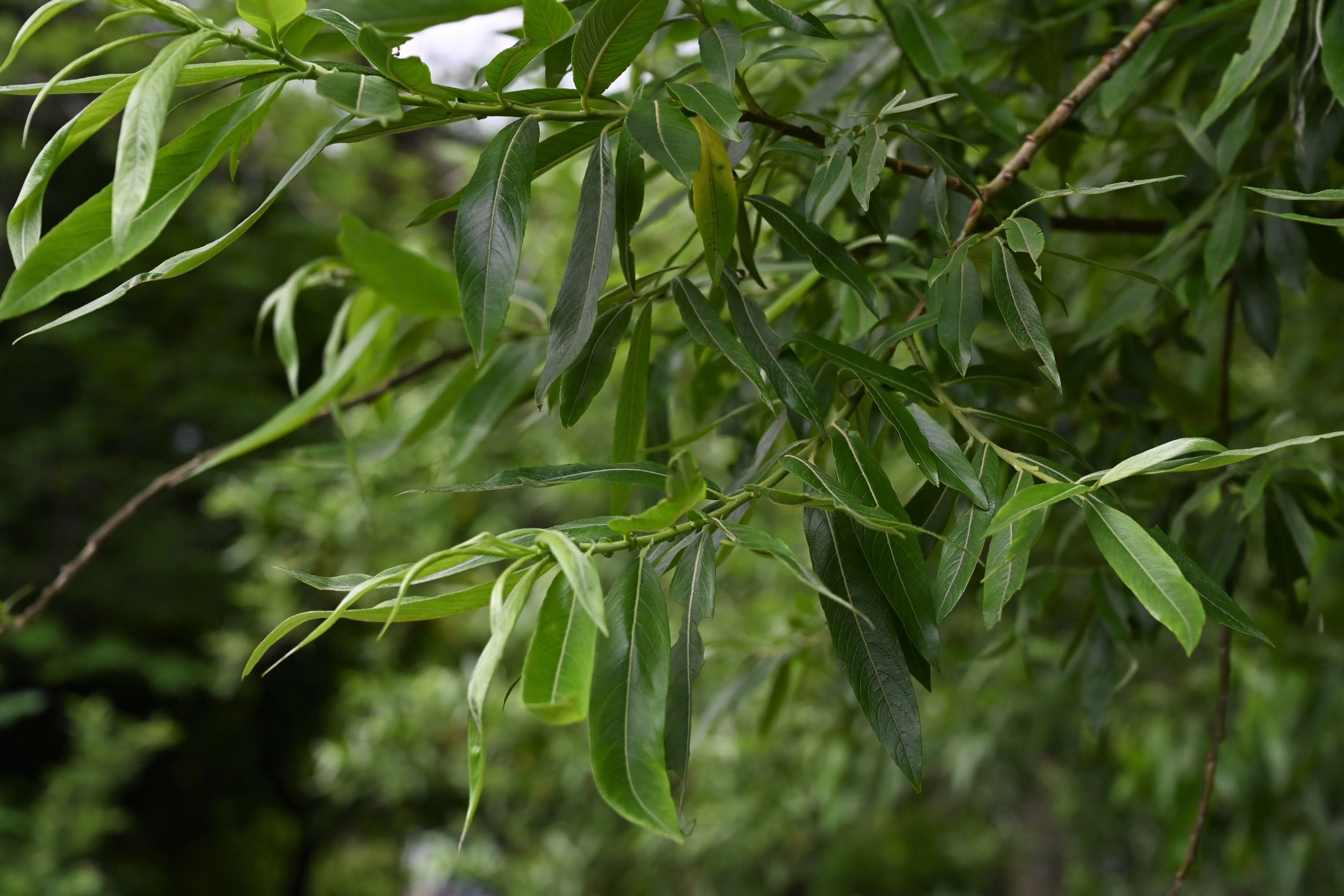 ミヤコヤナギ みやこやなぎ 都柳 庭木図鑑 植木ペディア