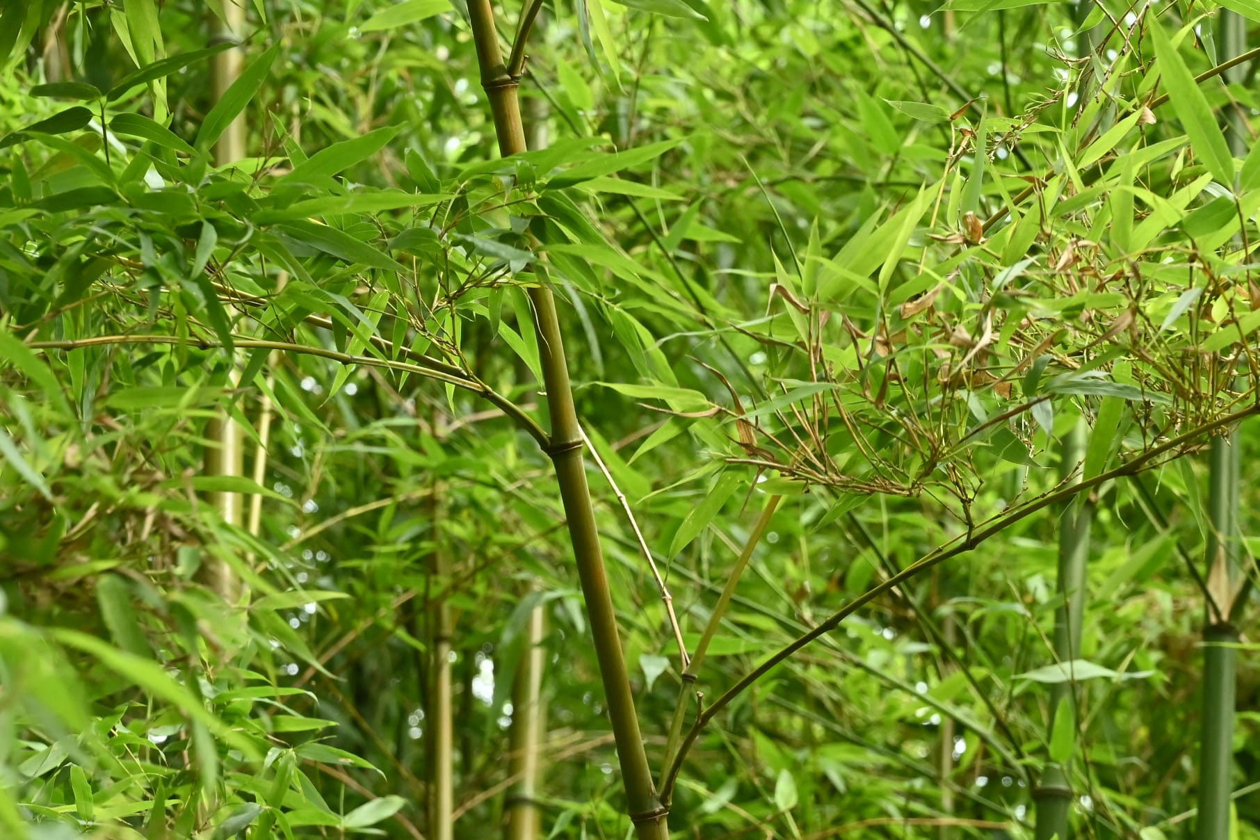 ハチク はちく 淡竹 庭木図鑑 植木ペディア ハチク はちく 淡竹 庭木図鑑 植木ペディア
