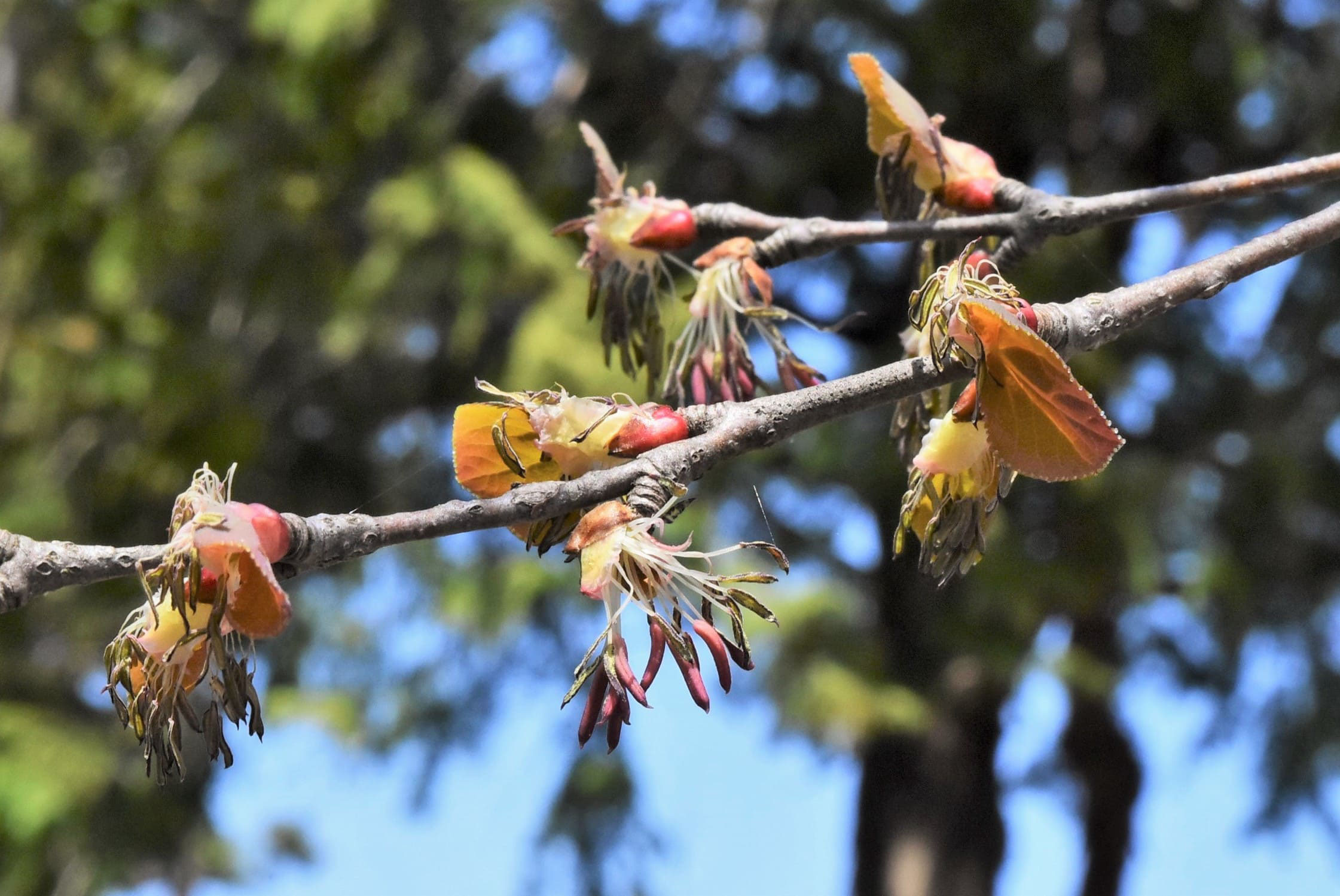 カツラ 桂 庭木図鑑 植木ペディア