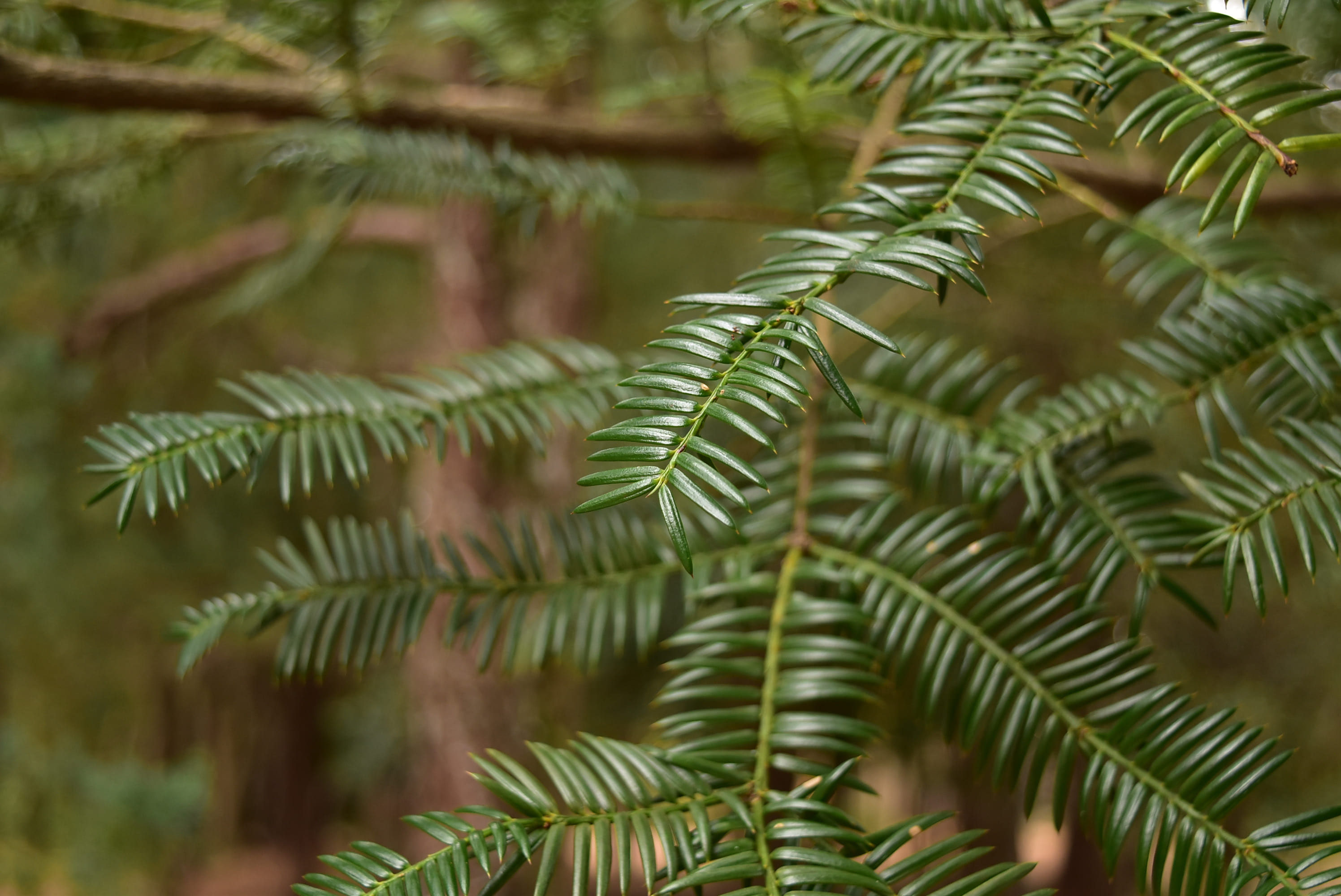 カヤ（榧） - 庭木図鑑 植木ペディア