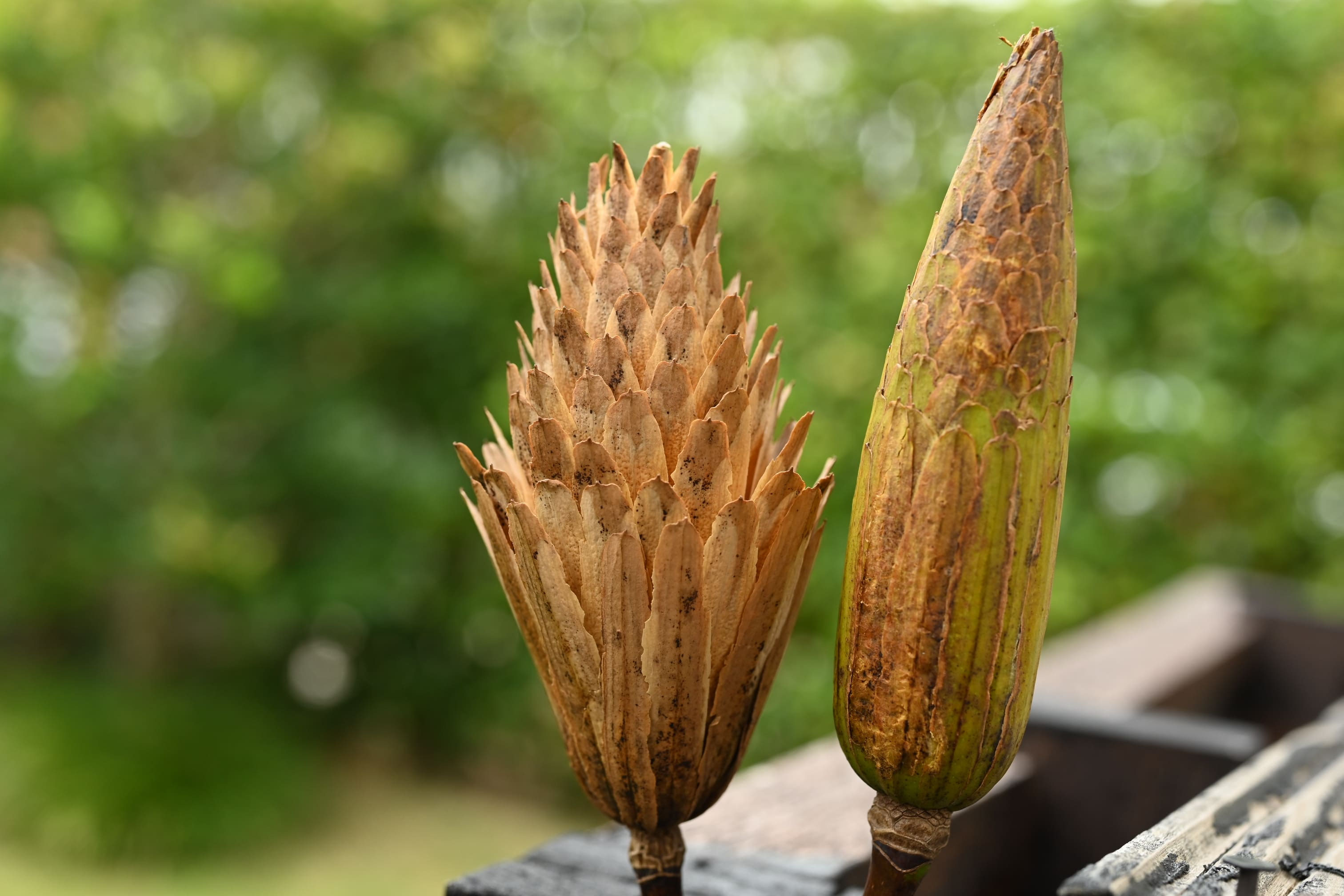 ユリノキ 百合の樹 庭木図鑑 植木ペディア