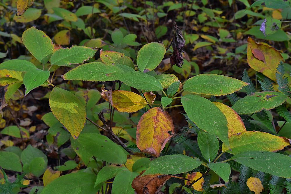 タマアジサイ 玉紫陽花 庭木図鑑 植木ペディア