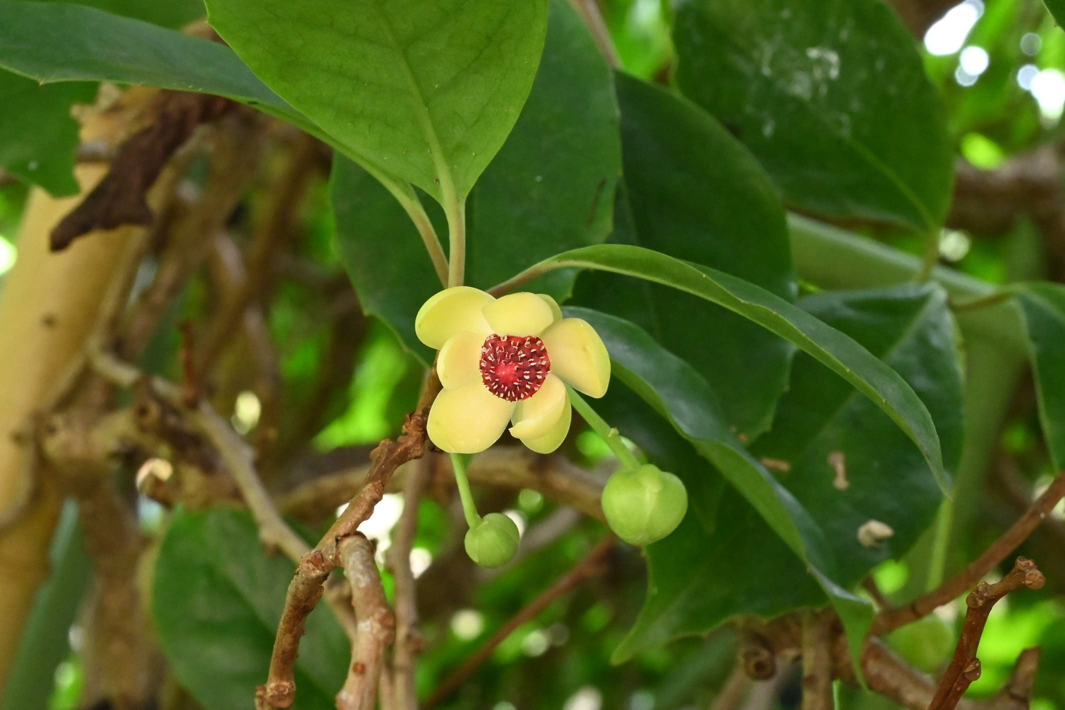 サネカズラ 実葛 庭木図鑑 植木ペディア