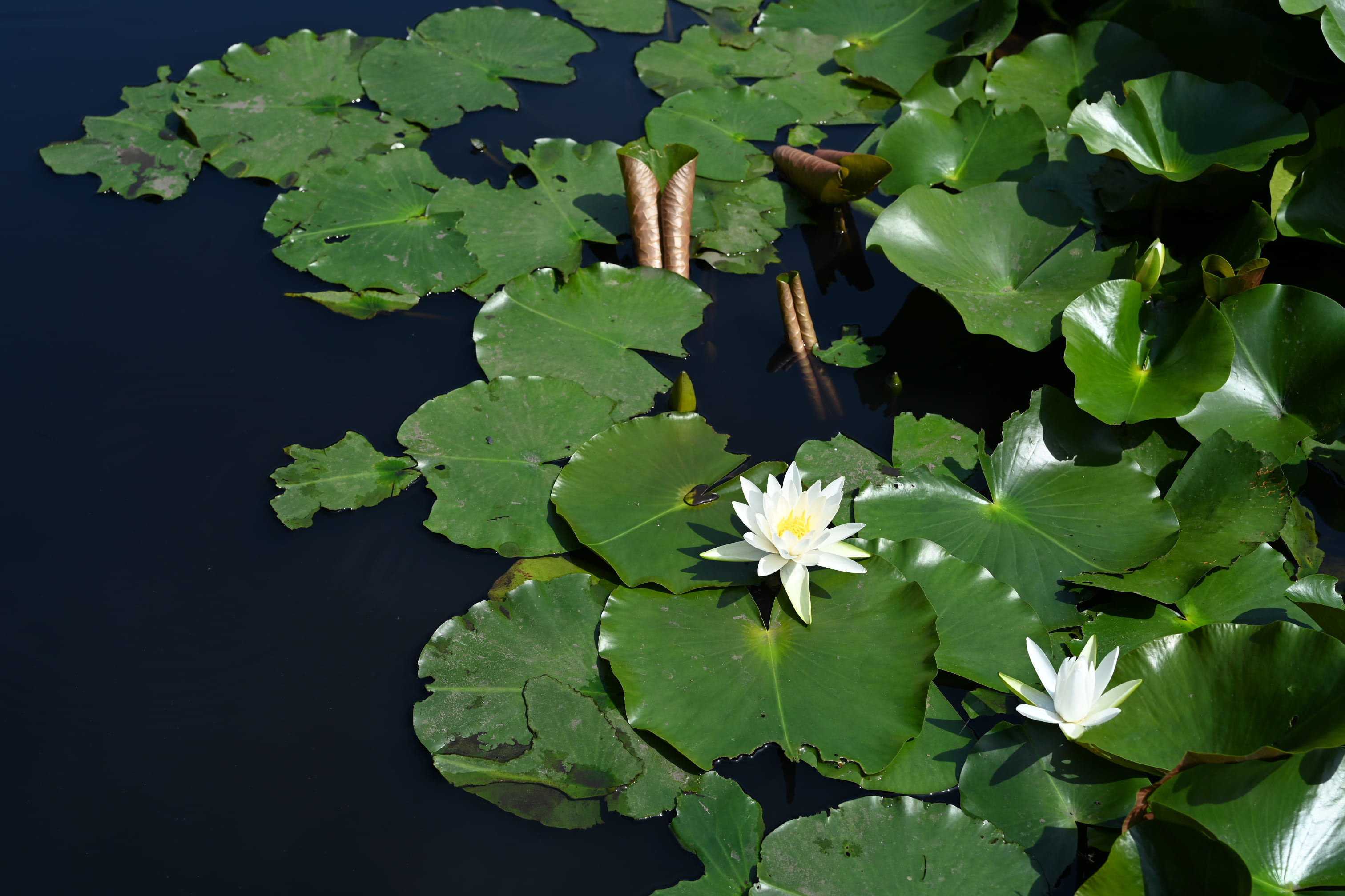 睡蓮　ダイヤモンドクラウン 水生植物 睡蓮 ダイヤモンドクラウン 水生植物 - メルカリ