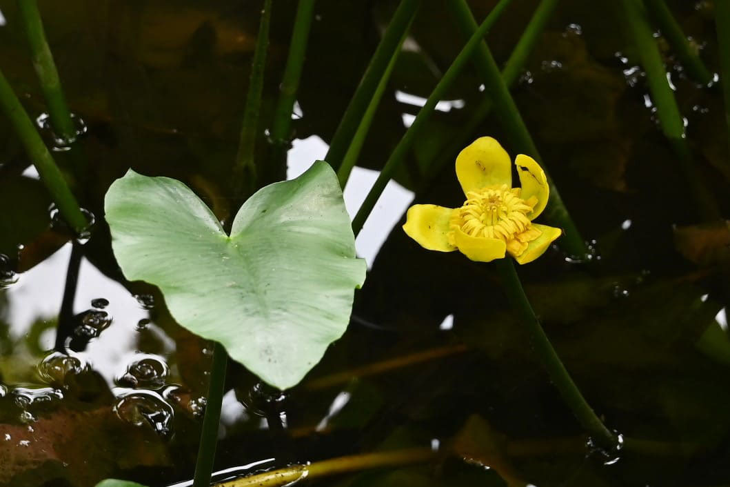 コウホネ こうほね 河骨 庭木図鑑 植木ペディア