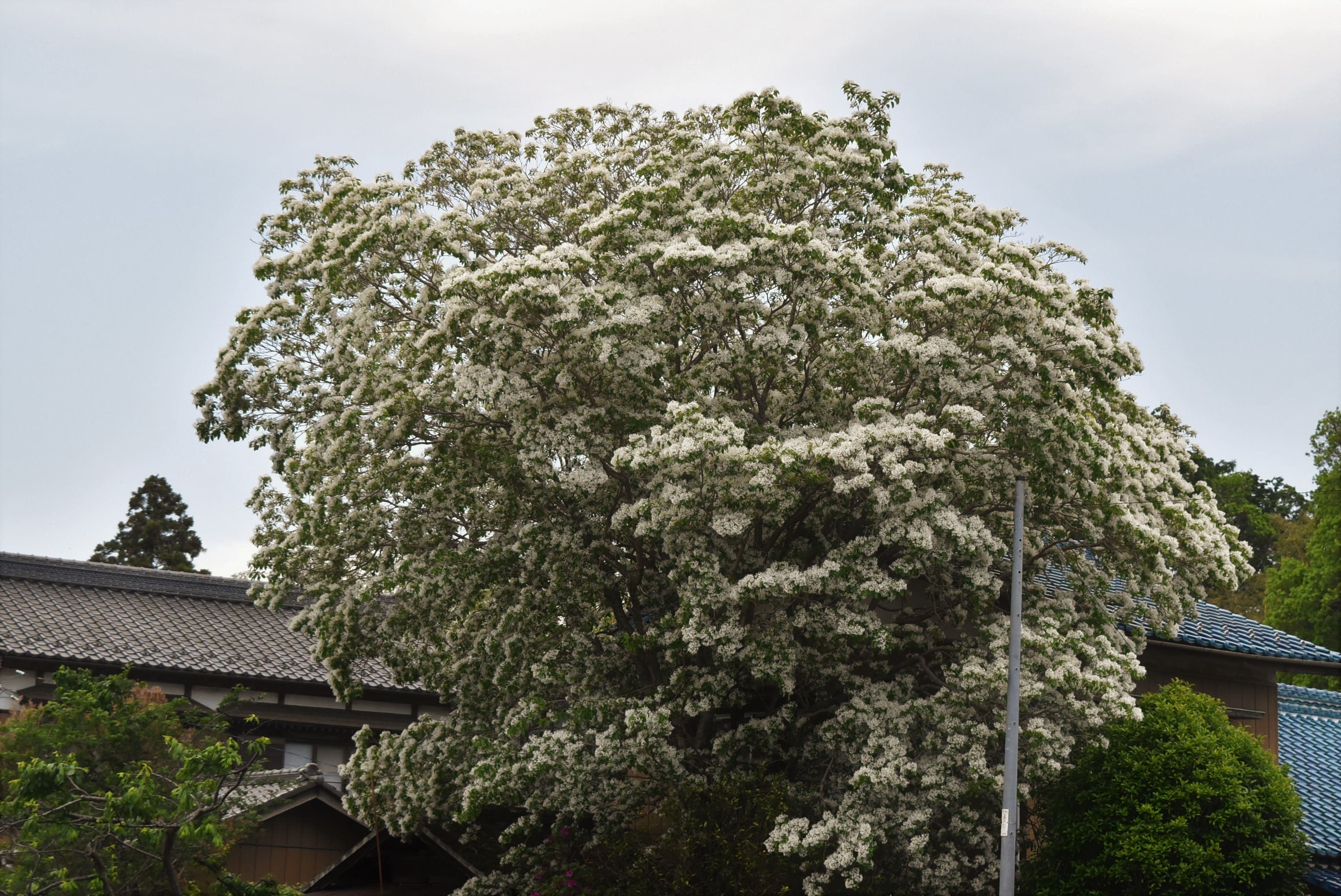 ヒトツバタゴ - 庭木図鑑 植木ペディア