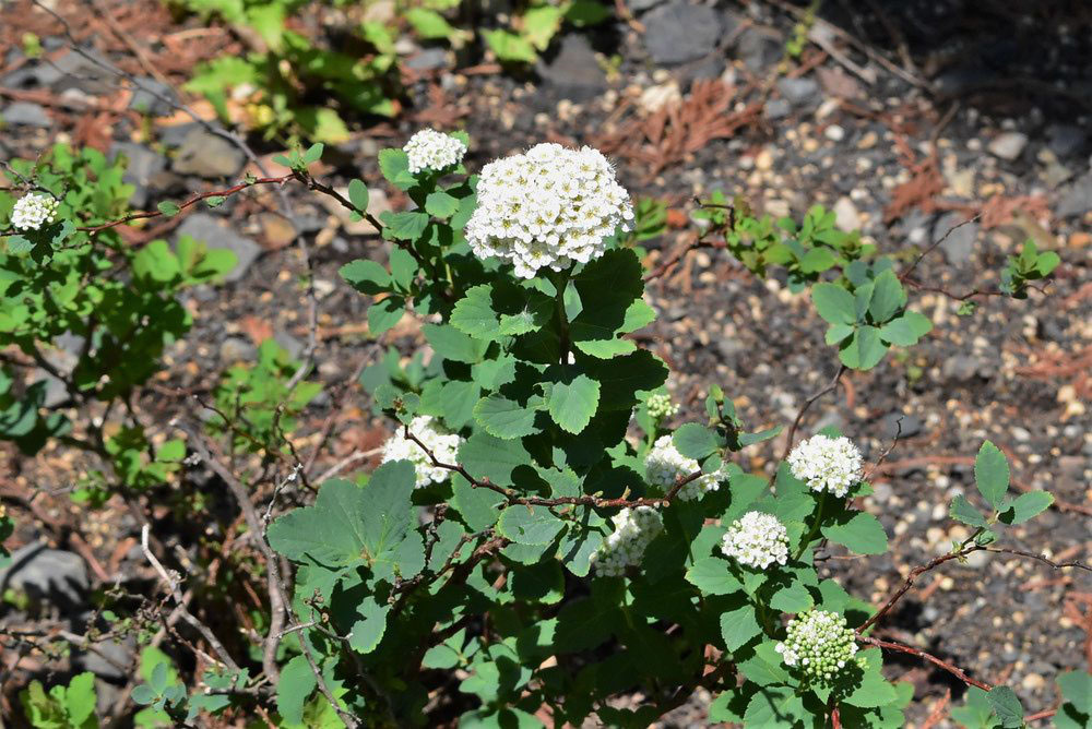 シモツケ 下野 庭木図鑑 植木ペディア