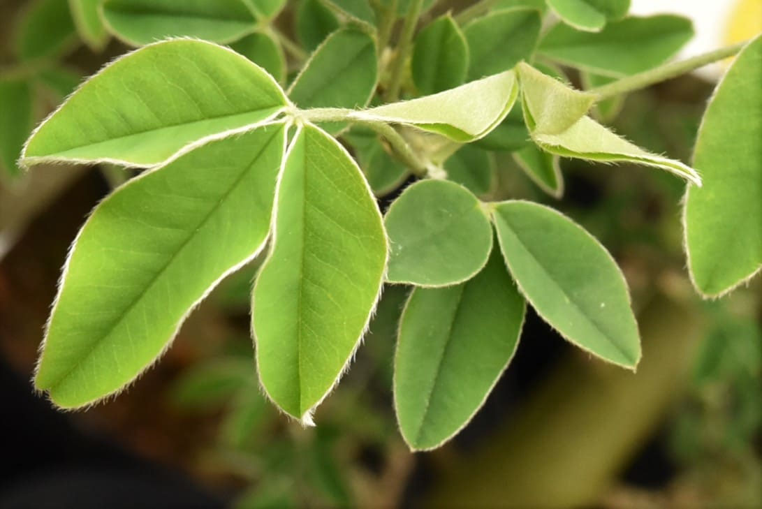 キングサリ きんぐさり 金鎖 庭木図鑑 植木ペディア