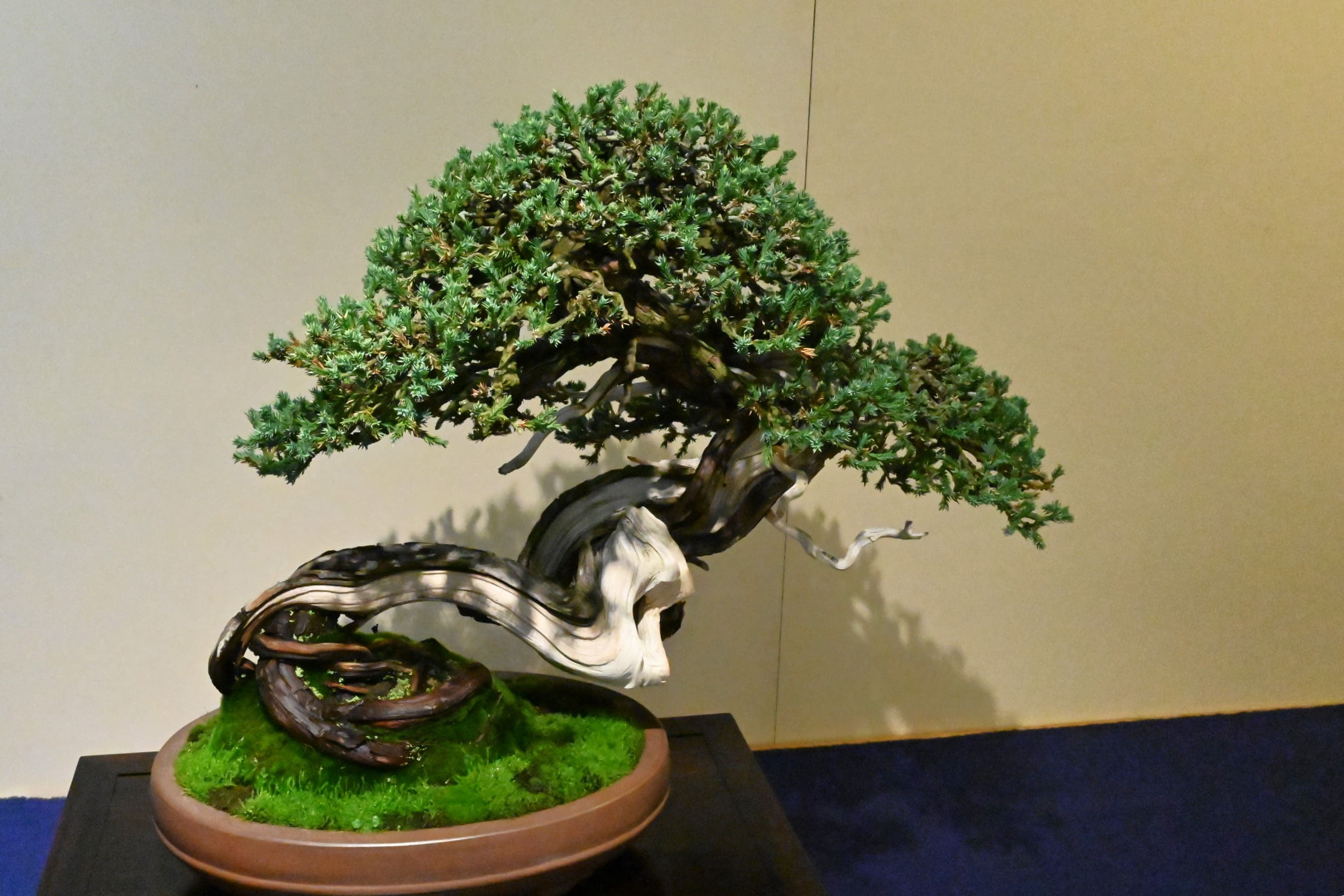 ビャクシン - 庭木図鑑 植木ペディア