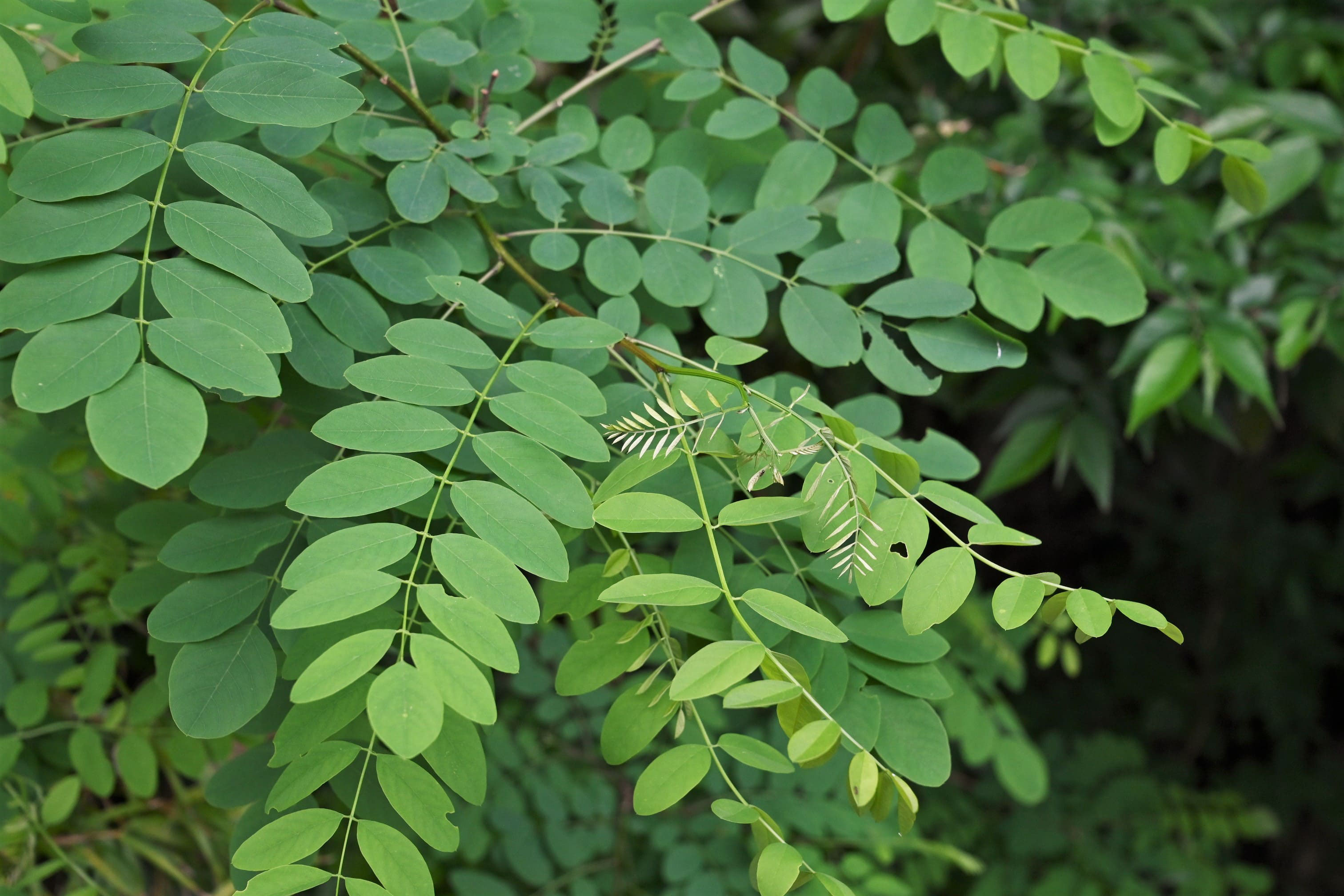 ニセアカシア 庭木図鑑 植木ペディア
