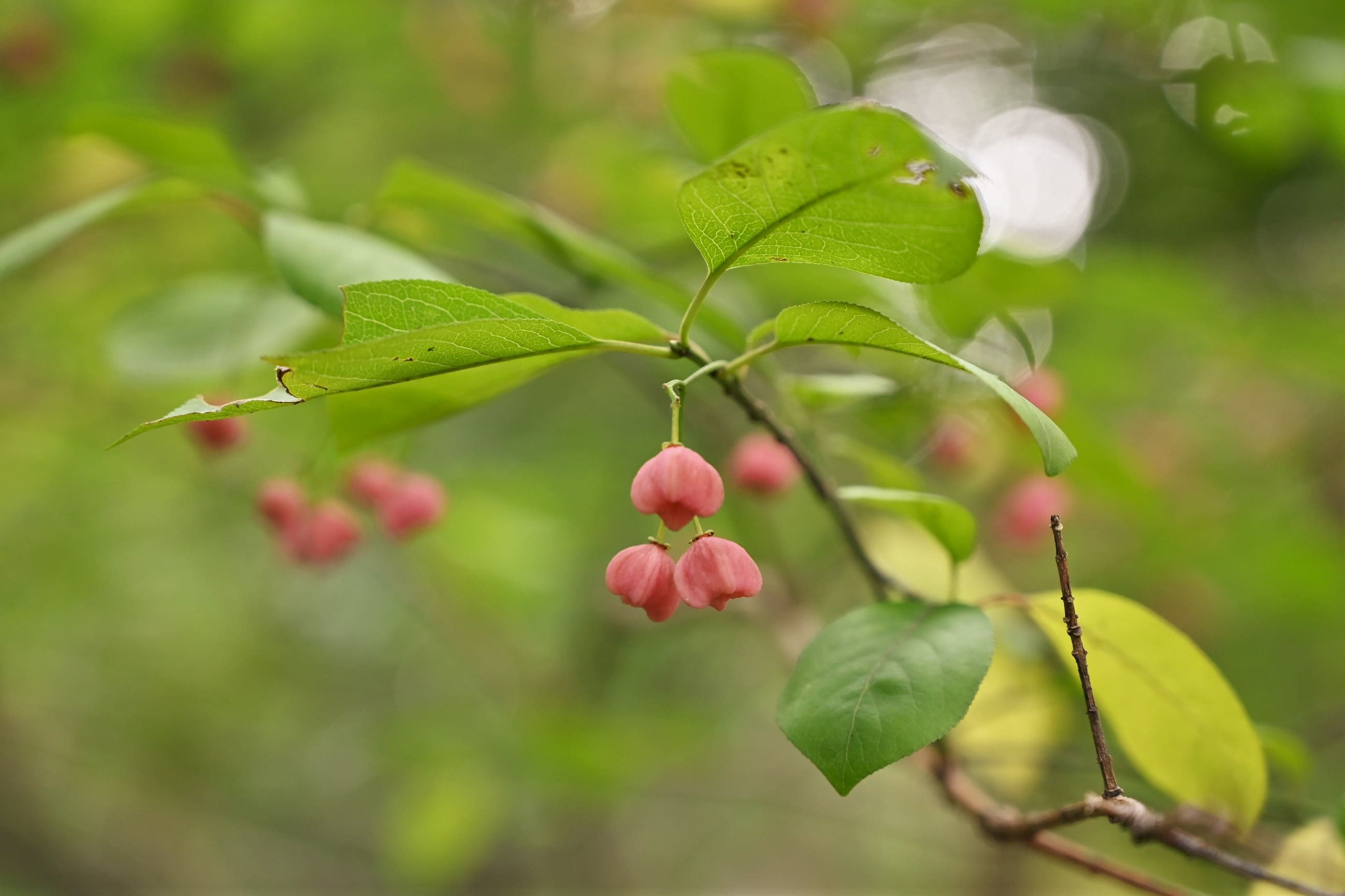 ひまり様専用〈吊り花まゆみ〉