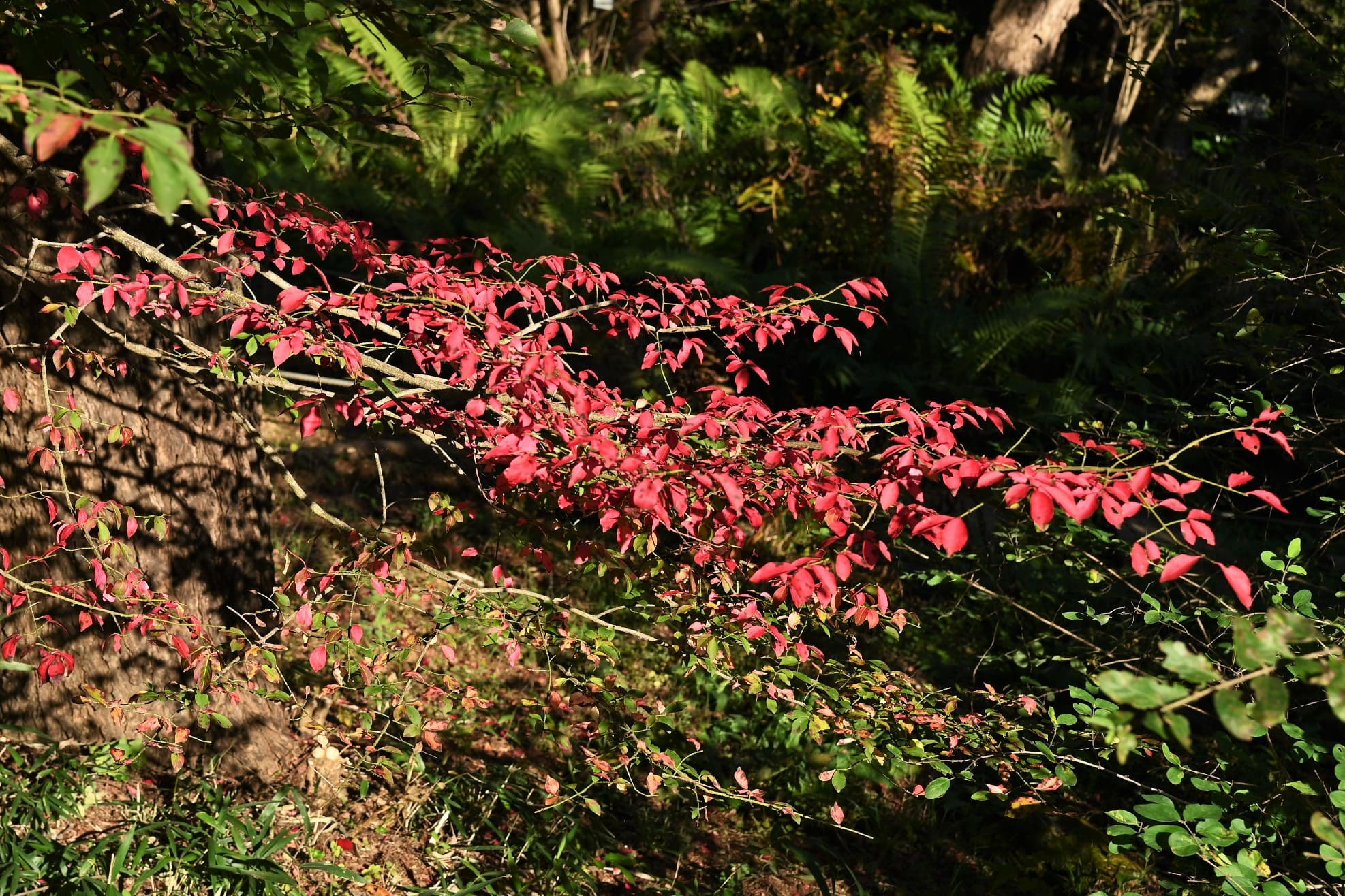 2 山採り　ニシキギ 2 山採り ニシキギ 2 山採り ニシキギ