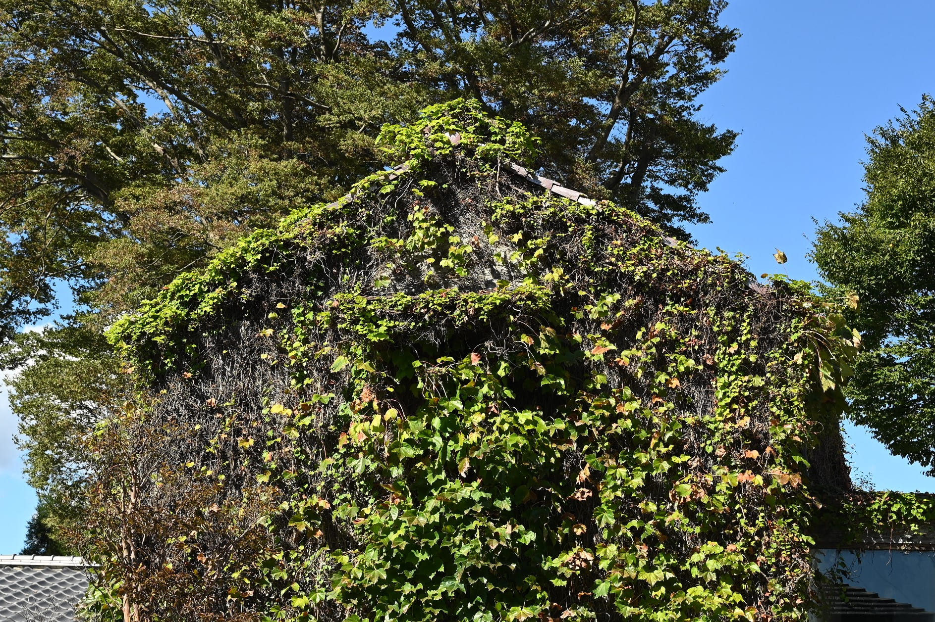 ツタ つた 蔦 庭木図鑑 植木ペディア