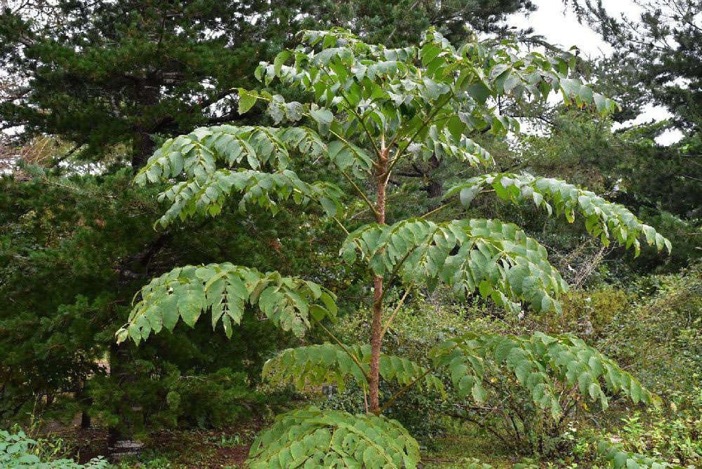 タラノキ - 庭木図鑑 植木ペディア