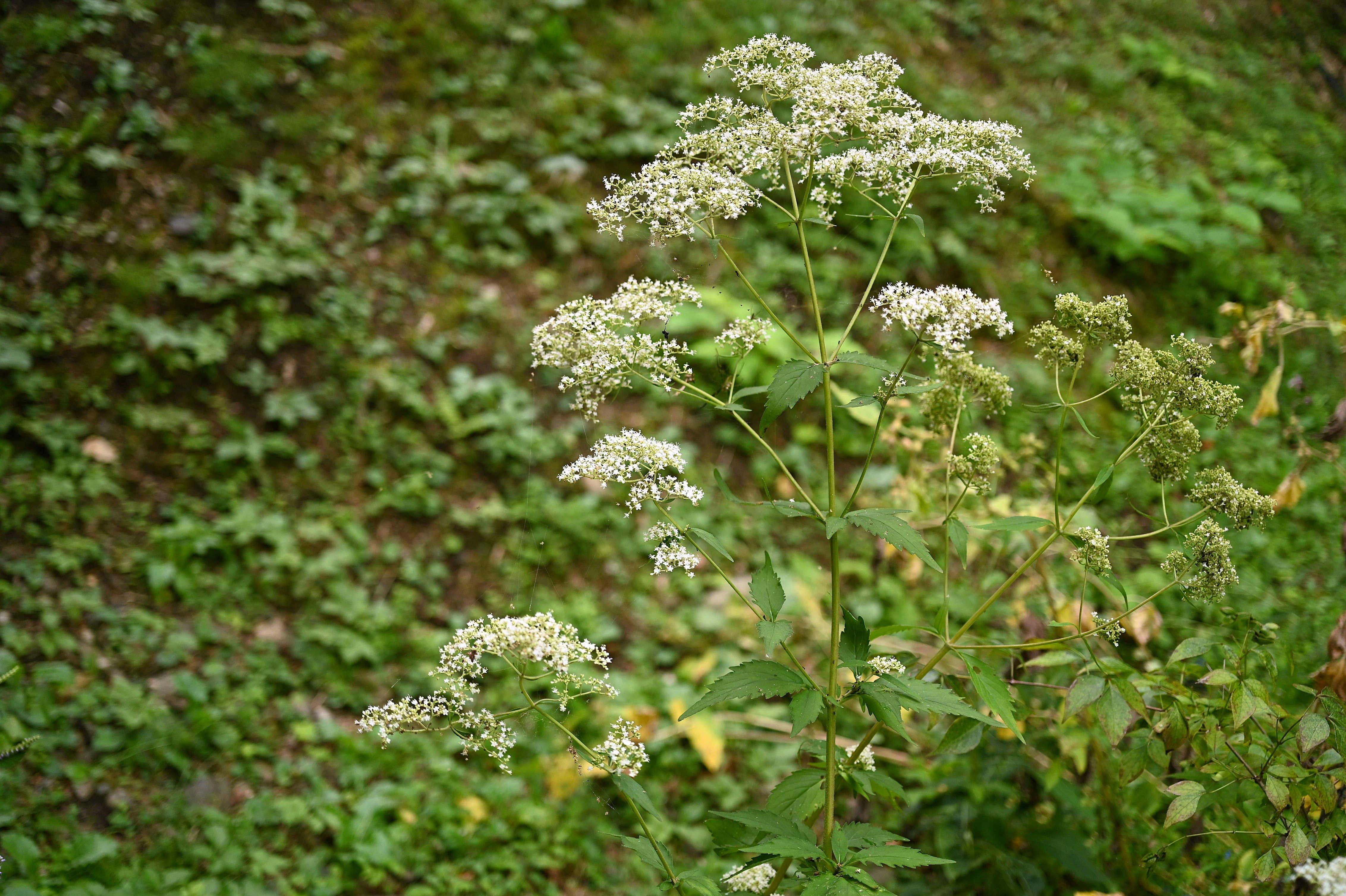 オトコヨウゾメ　１５０センチ オトコヨウゾメ 150センチ 【公式通販】