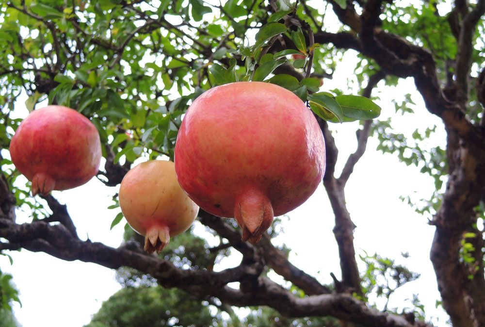 ザクロの木 ザクロ（柘榴） - 庭木図鑑 植木ペディア