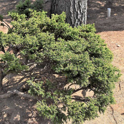 スギ 杉 庭木図鑑 植木ペディア スギ 杉 庭木図鑑 植木ペディア